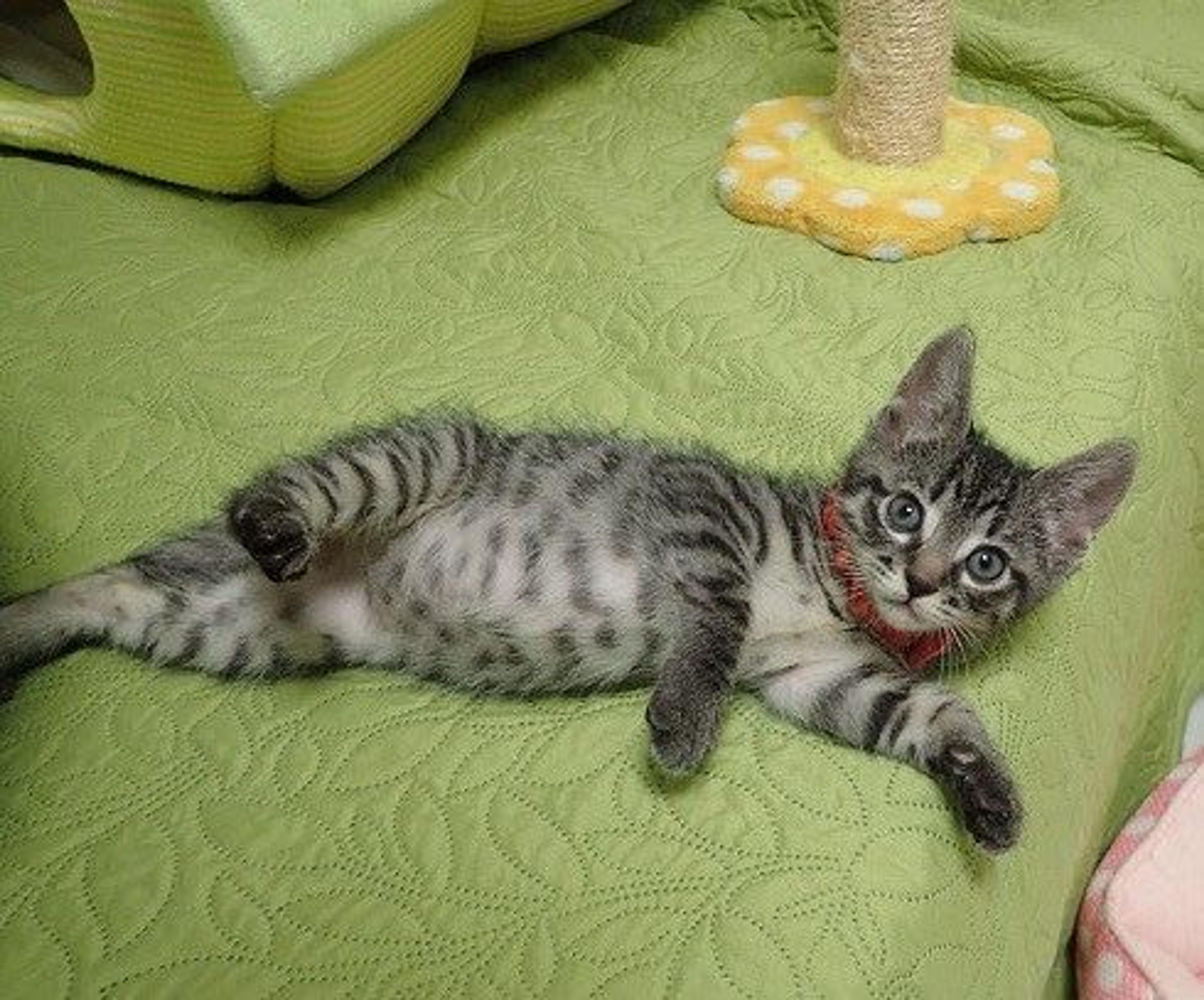 pet-image-2