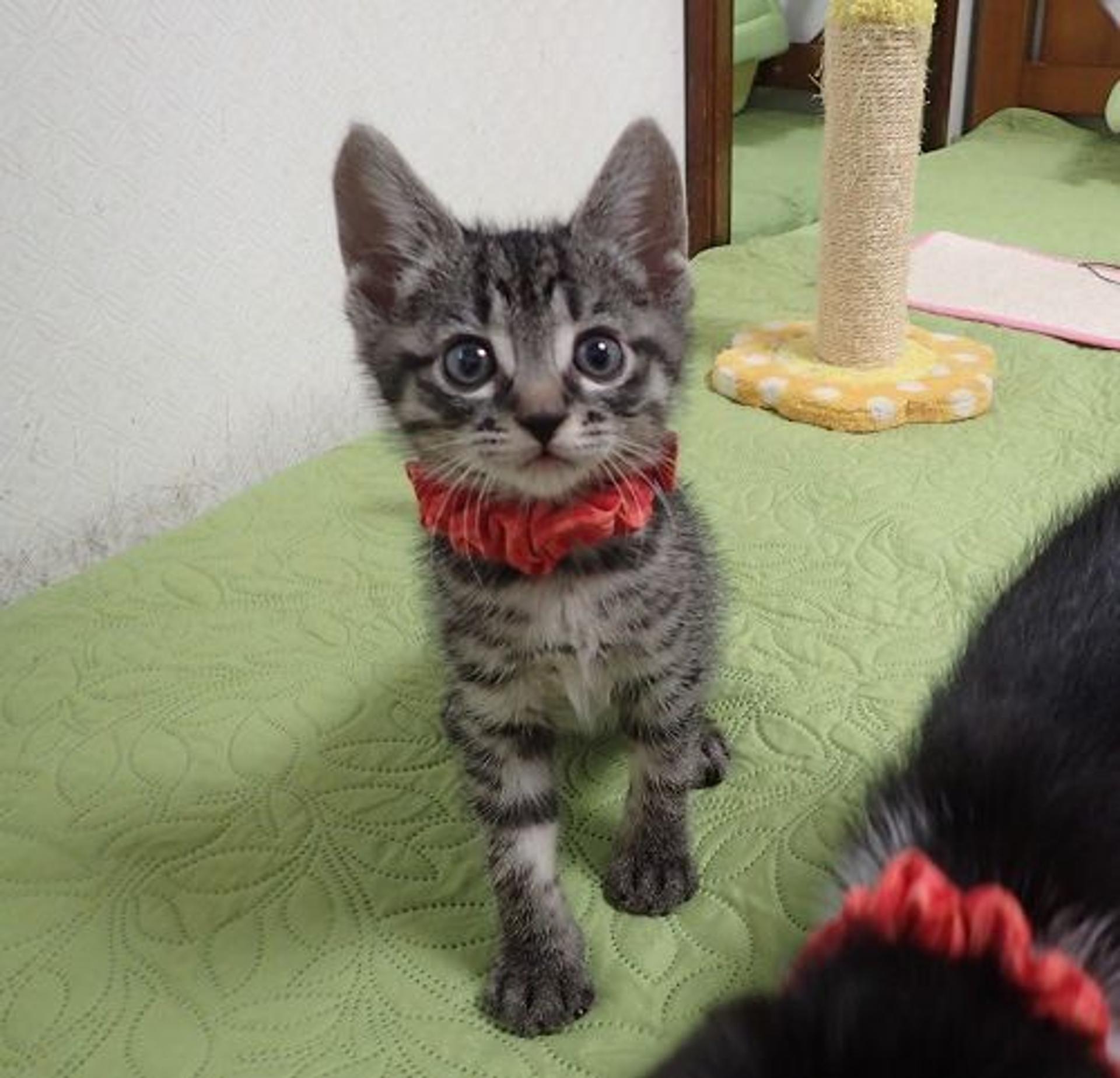 pet-image-3