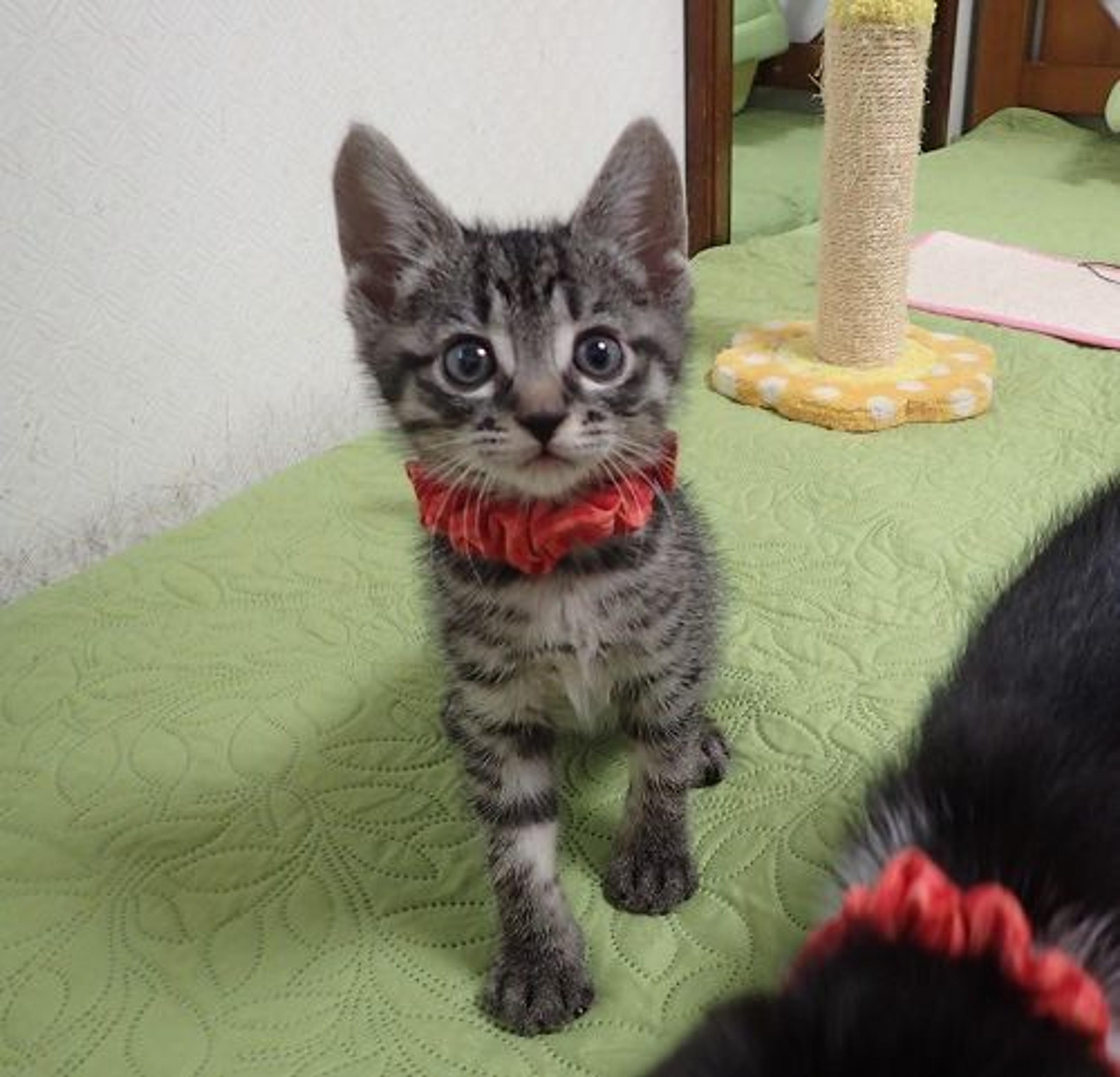 pet-image-3