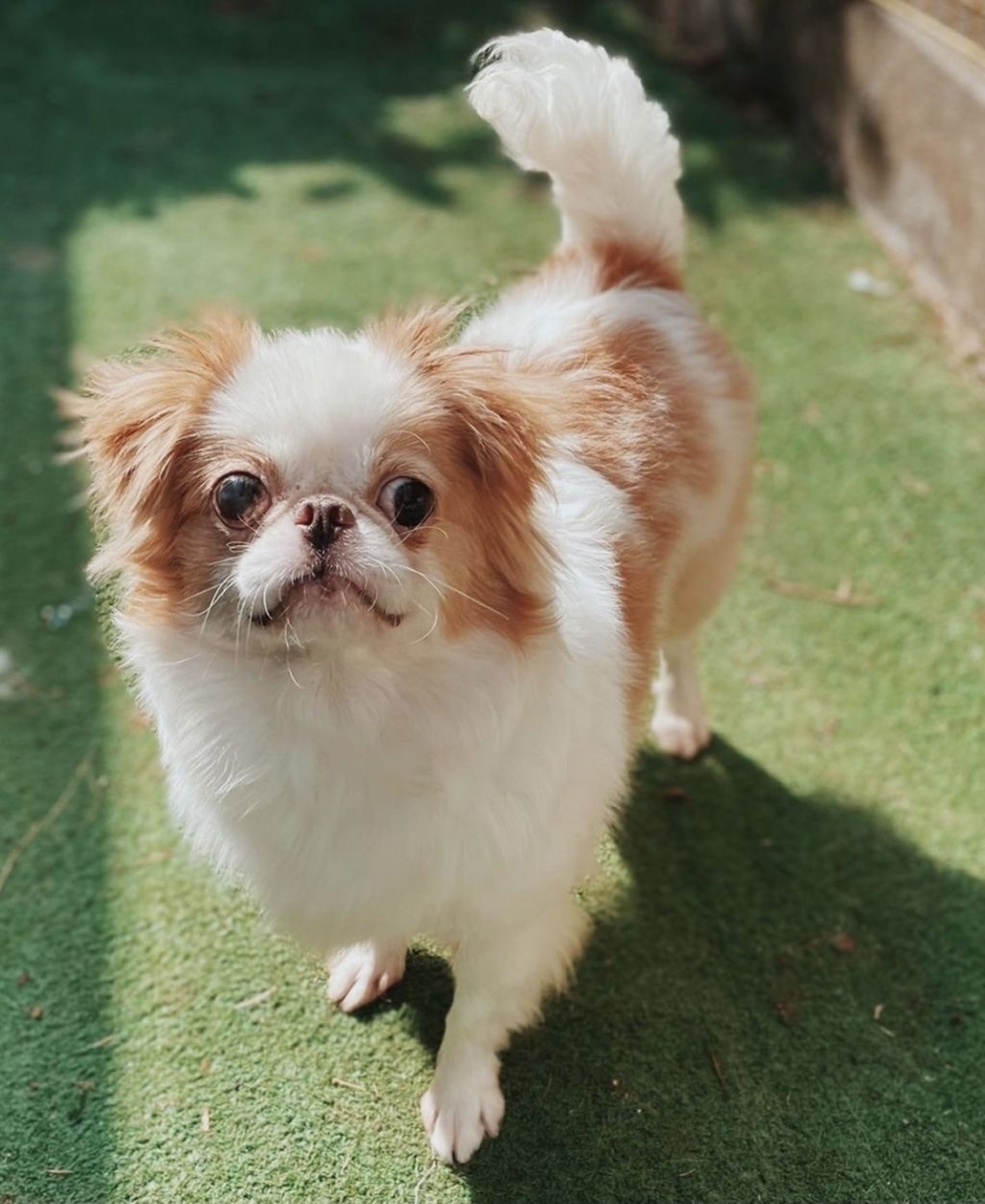 雑種（ミックス犬）・メスの里親募集の写真