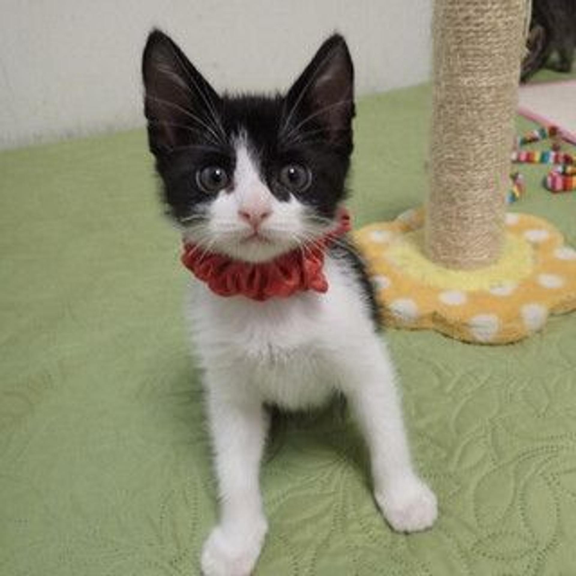 pet-image-2