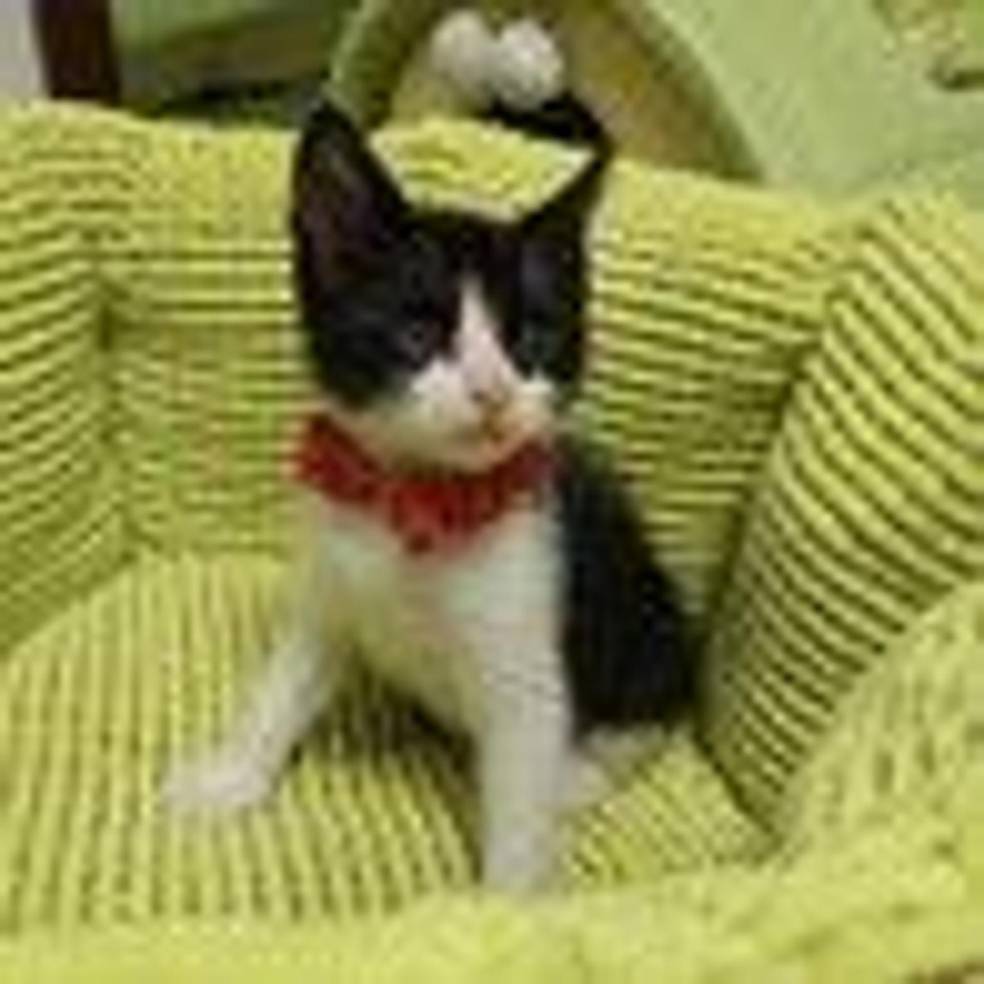 pet-image-3