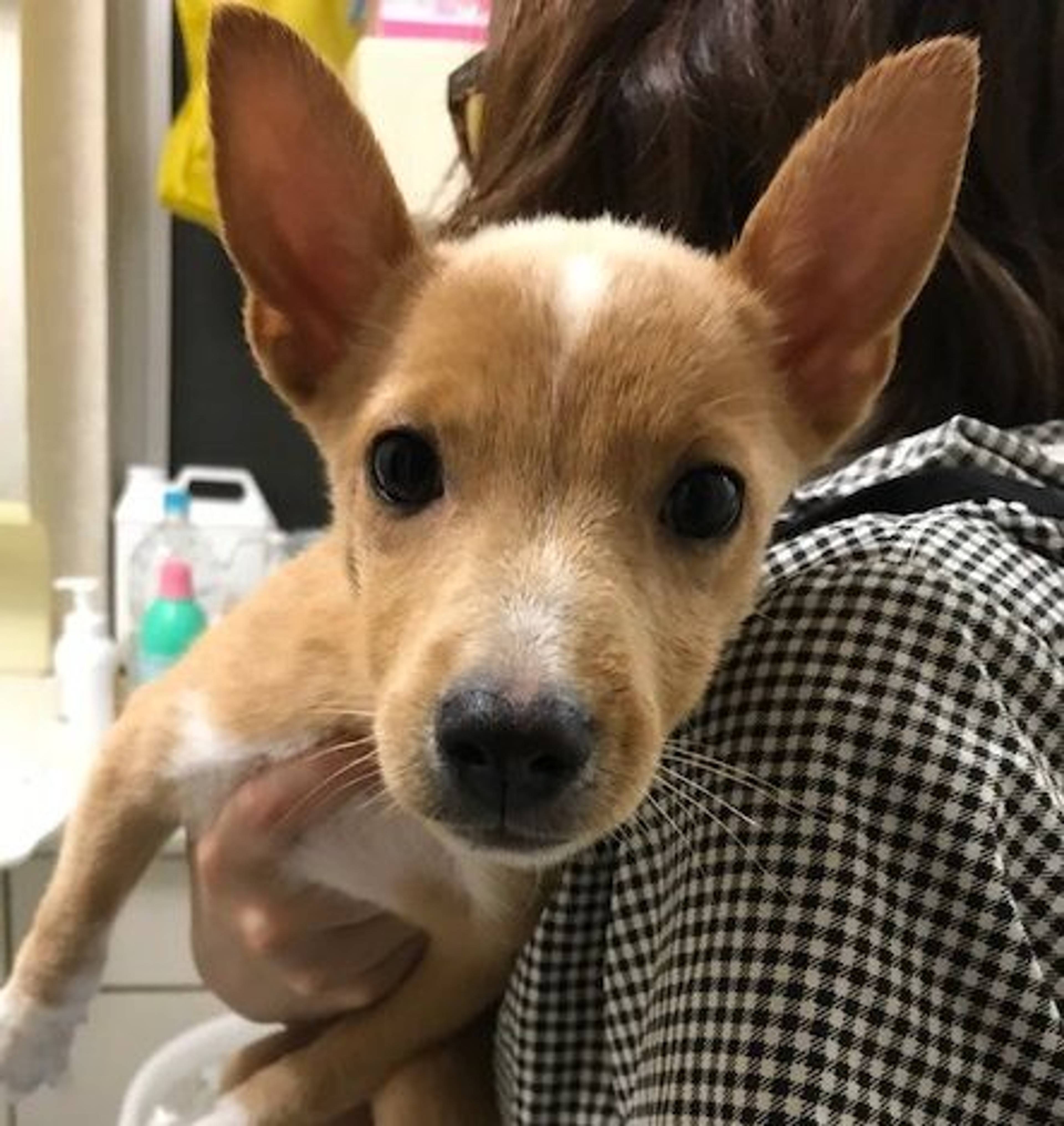 雑種（ミックス犬）・オスの里親募集の写真