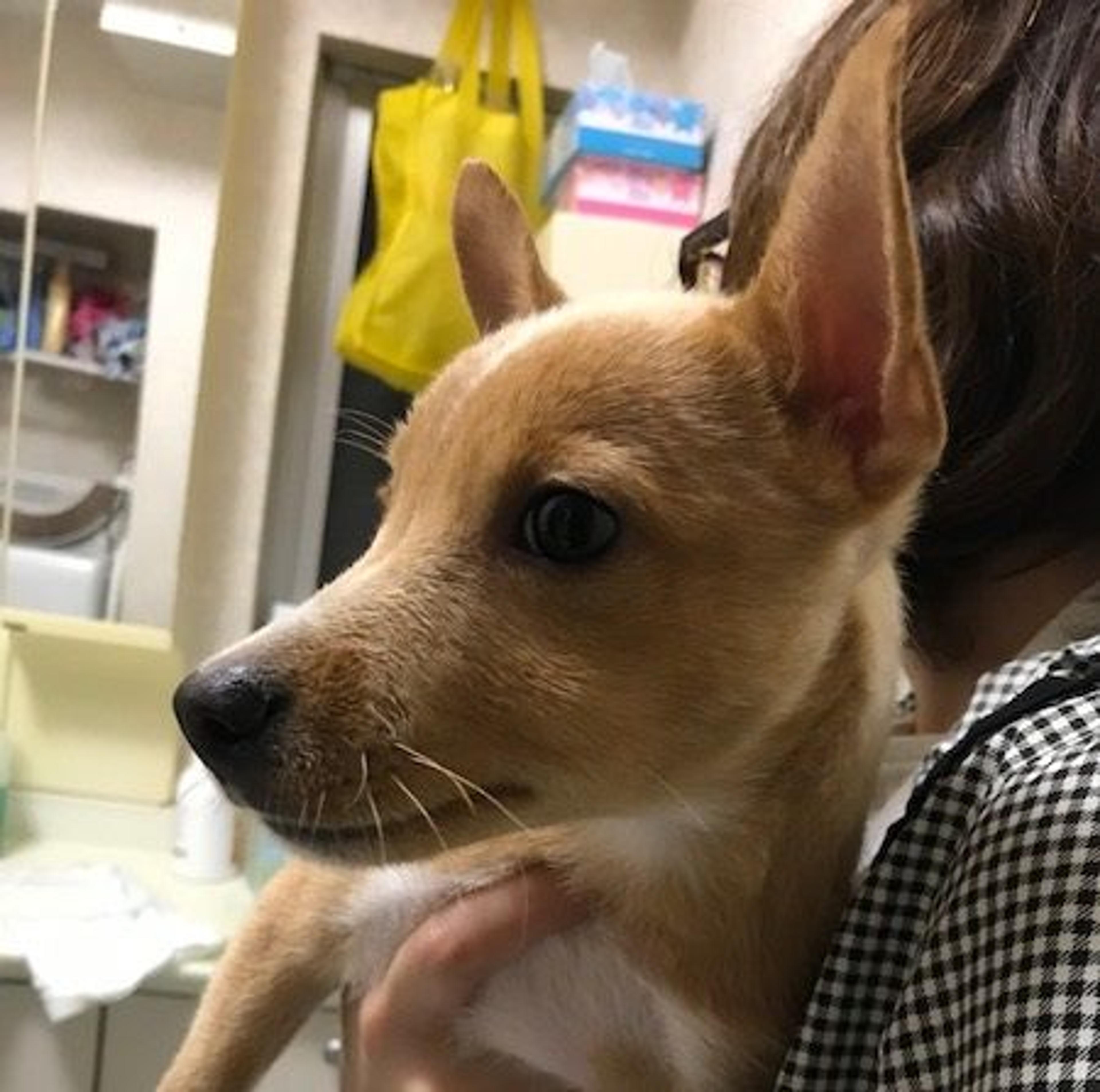 pet-image-2