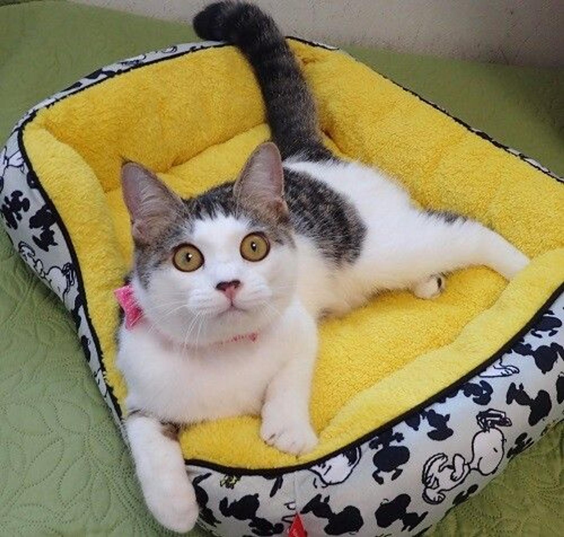 pet-image-5