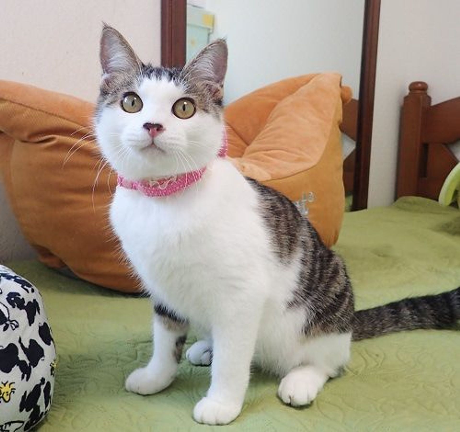 雑種（ミックス猫）・メスの里親募集の写真