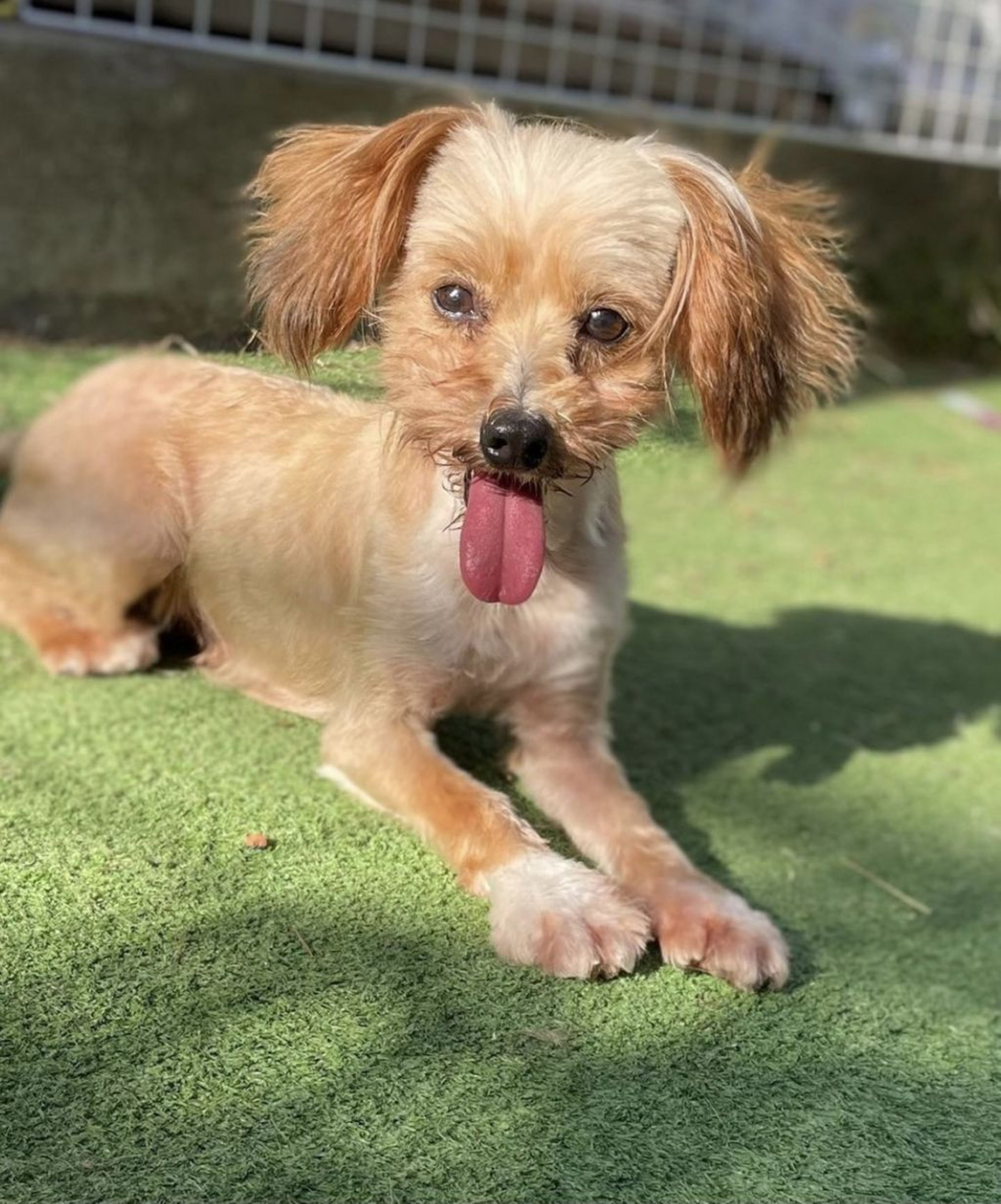 雑種（ミックス犬）・オスの里親募集の写真