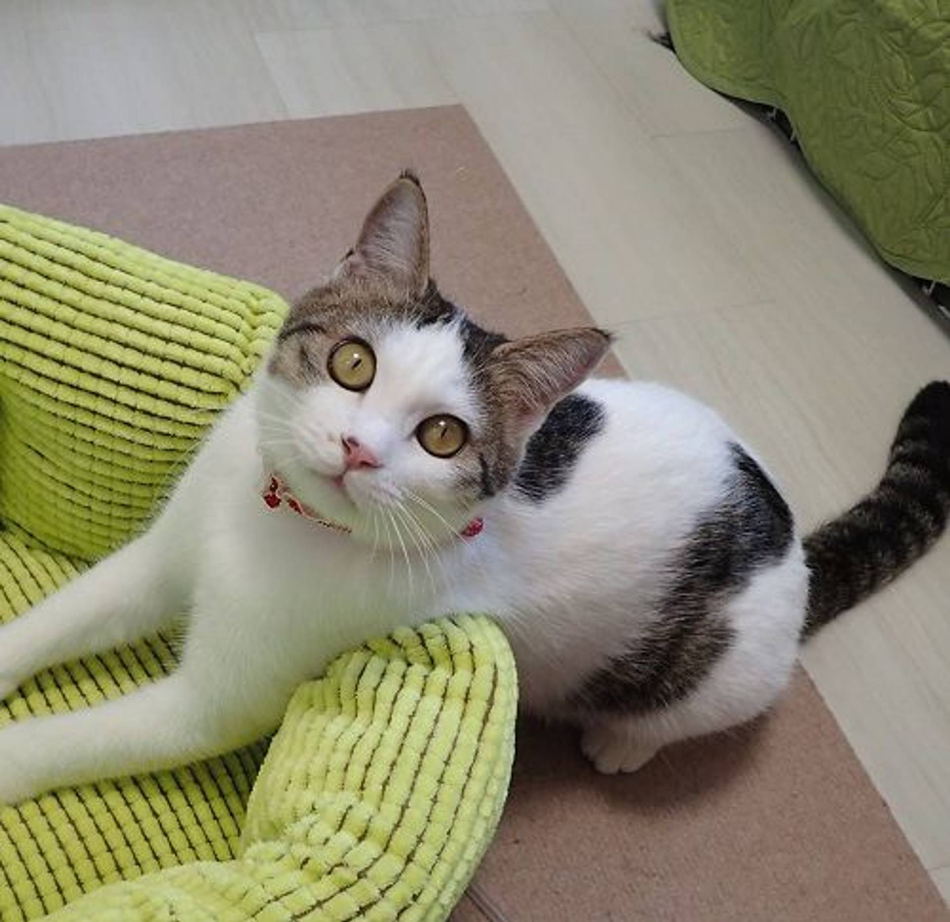 雑種（ミックス猫）・メスの里親募集の写真