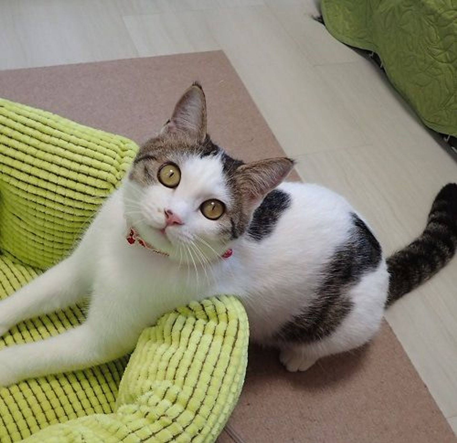 雑種（ミックス猫）・メスの里親募集の写真