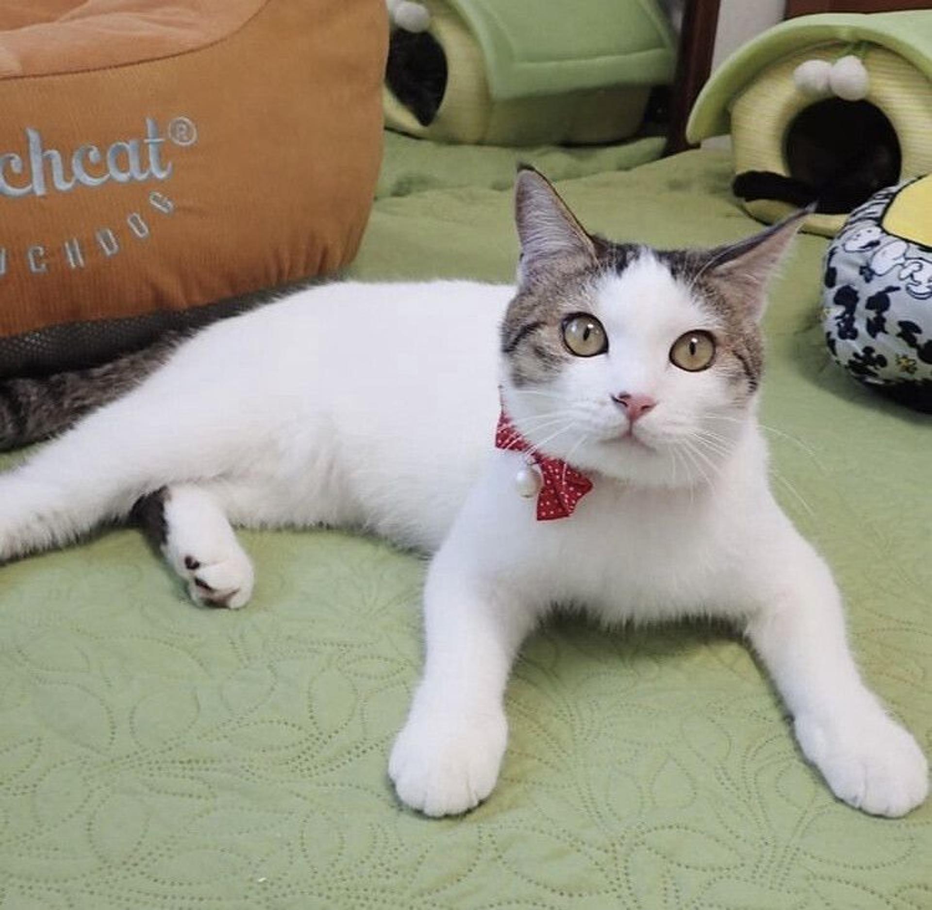 pet-image-2