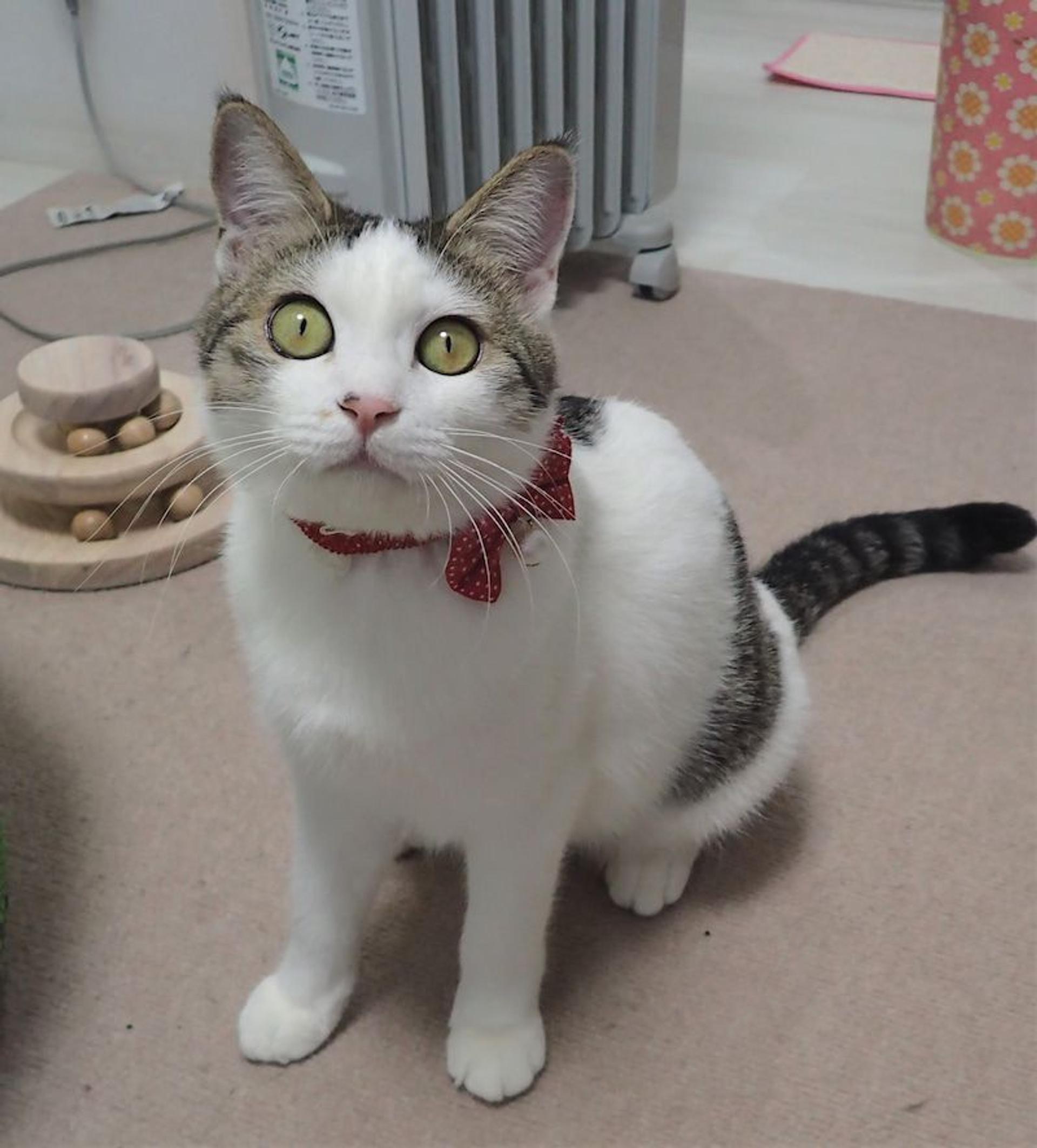 pet-image-3