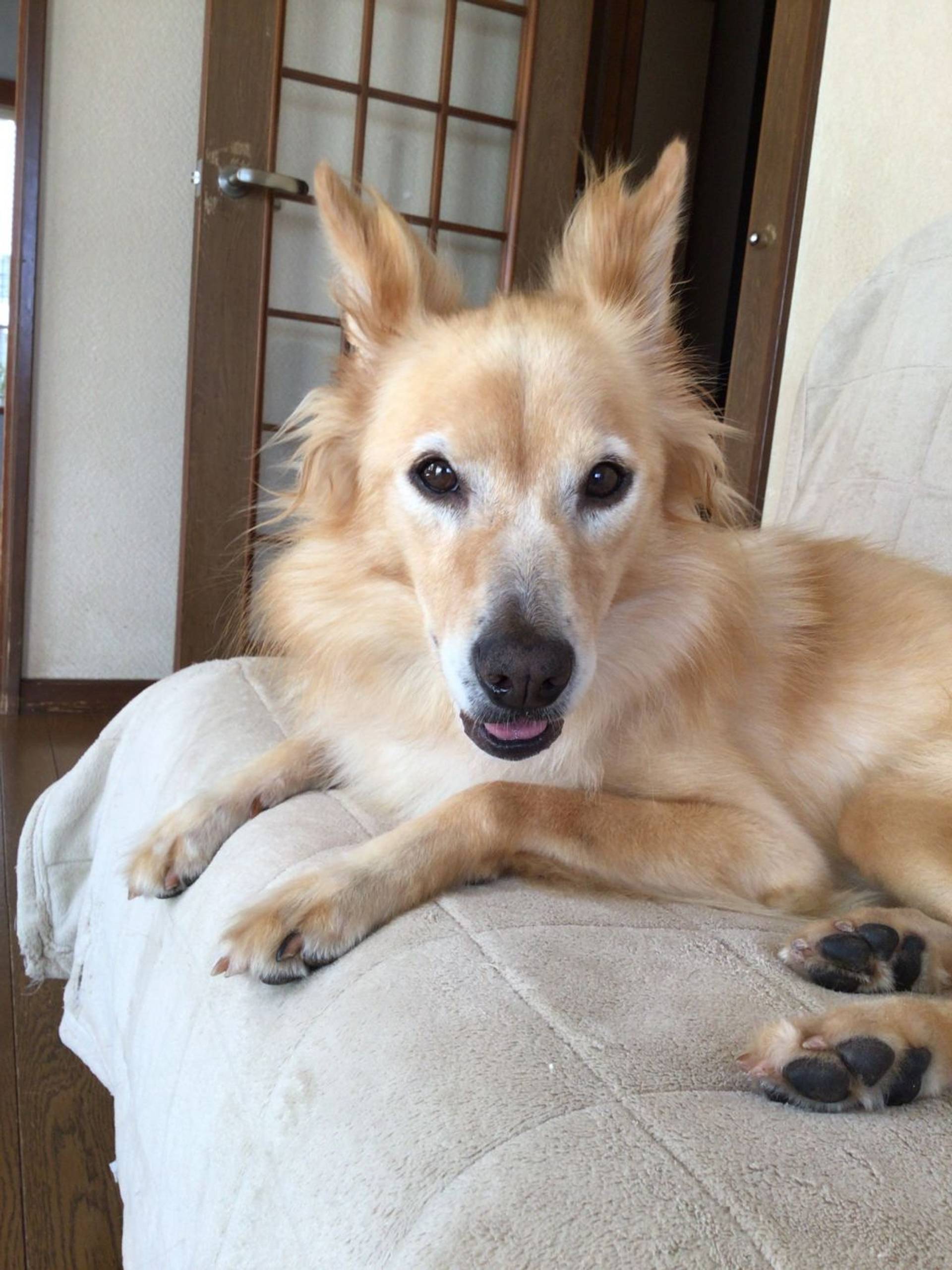 雑種（ミックス犬）・メスの里親募集の写真