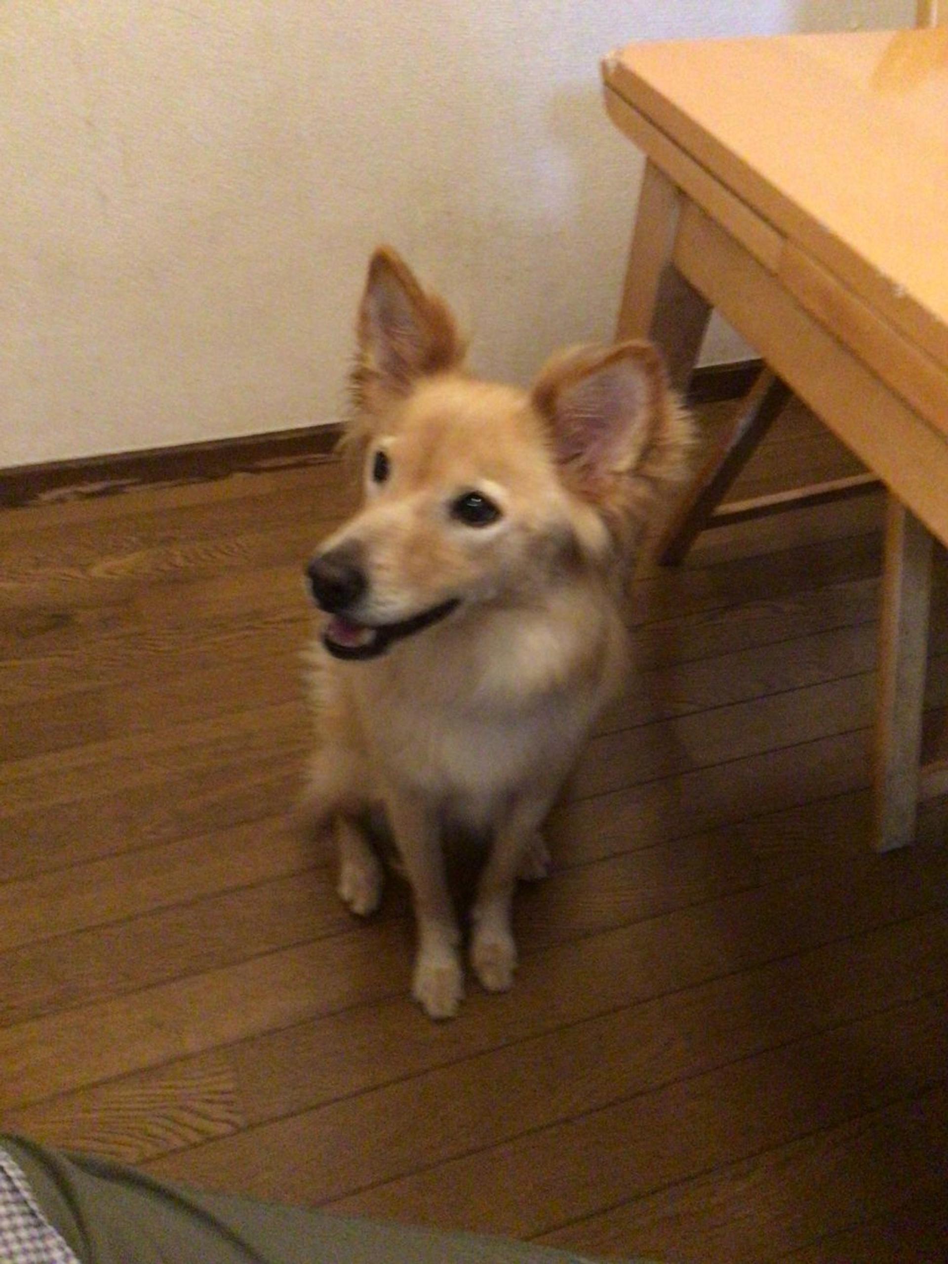 pet-image-2