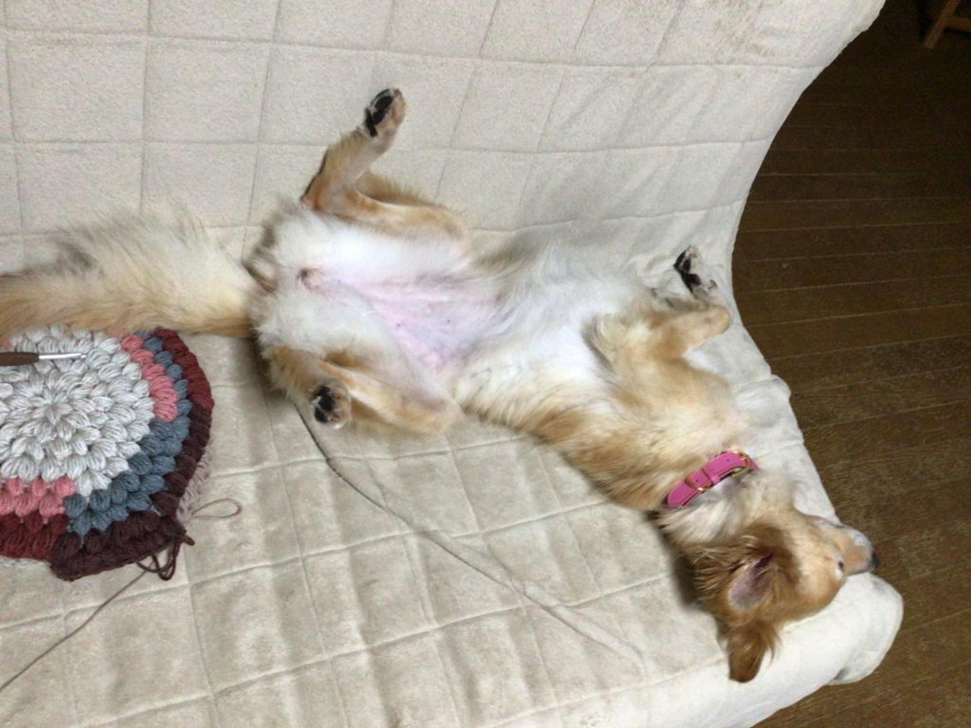 pet-image-4