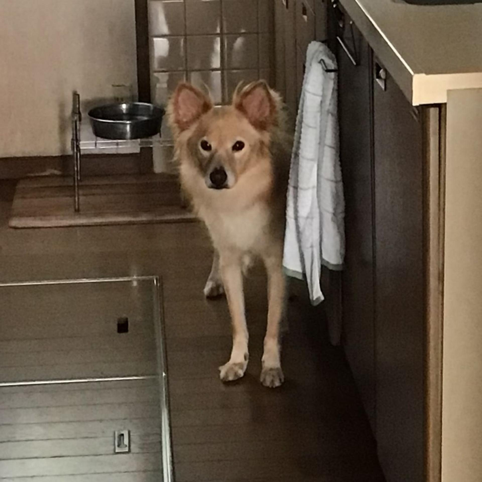 pet-image-5
