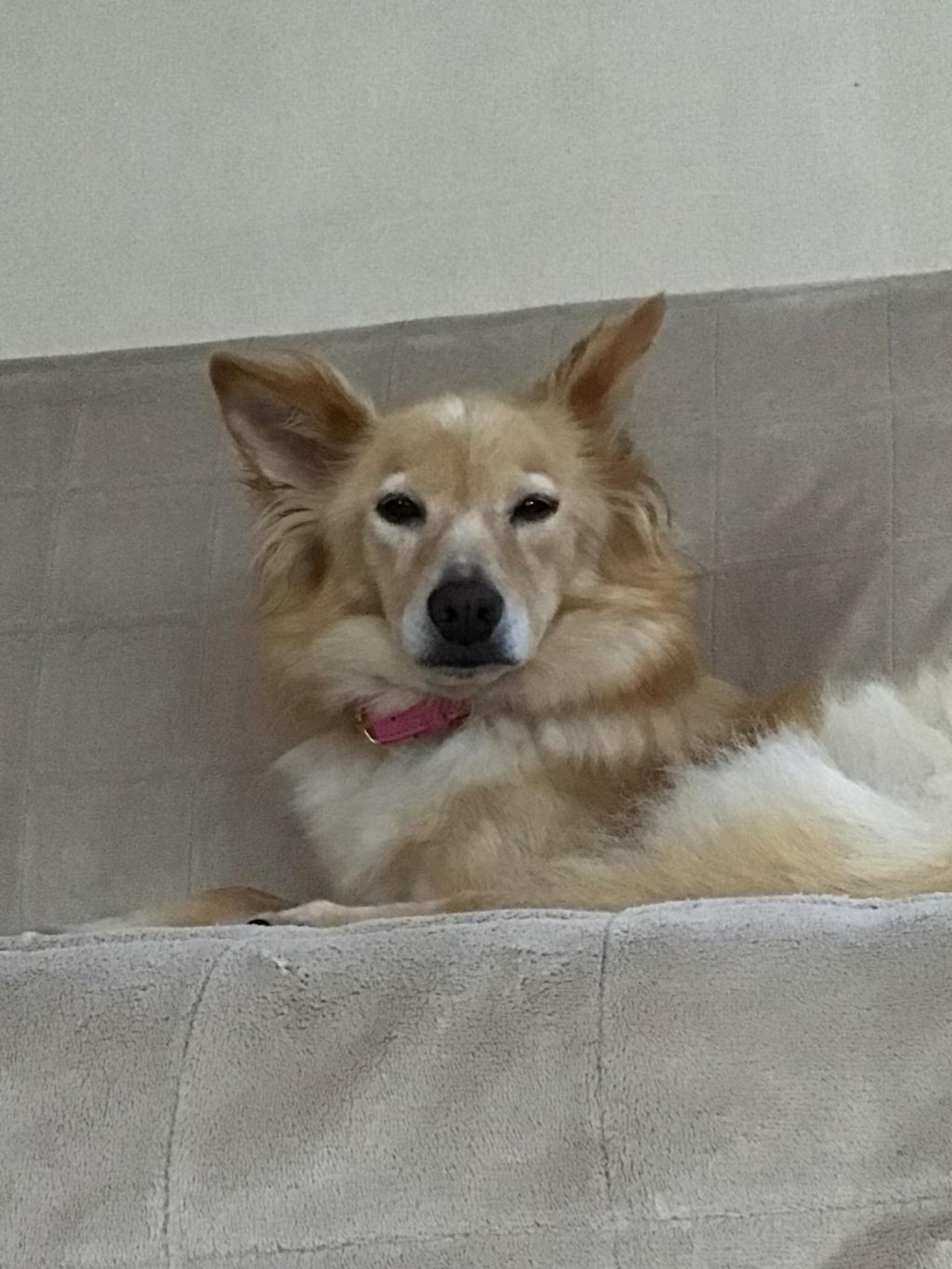 pet-image-7