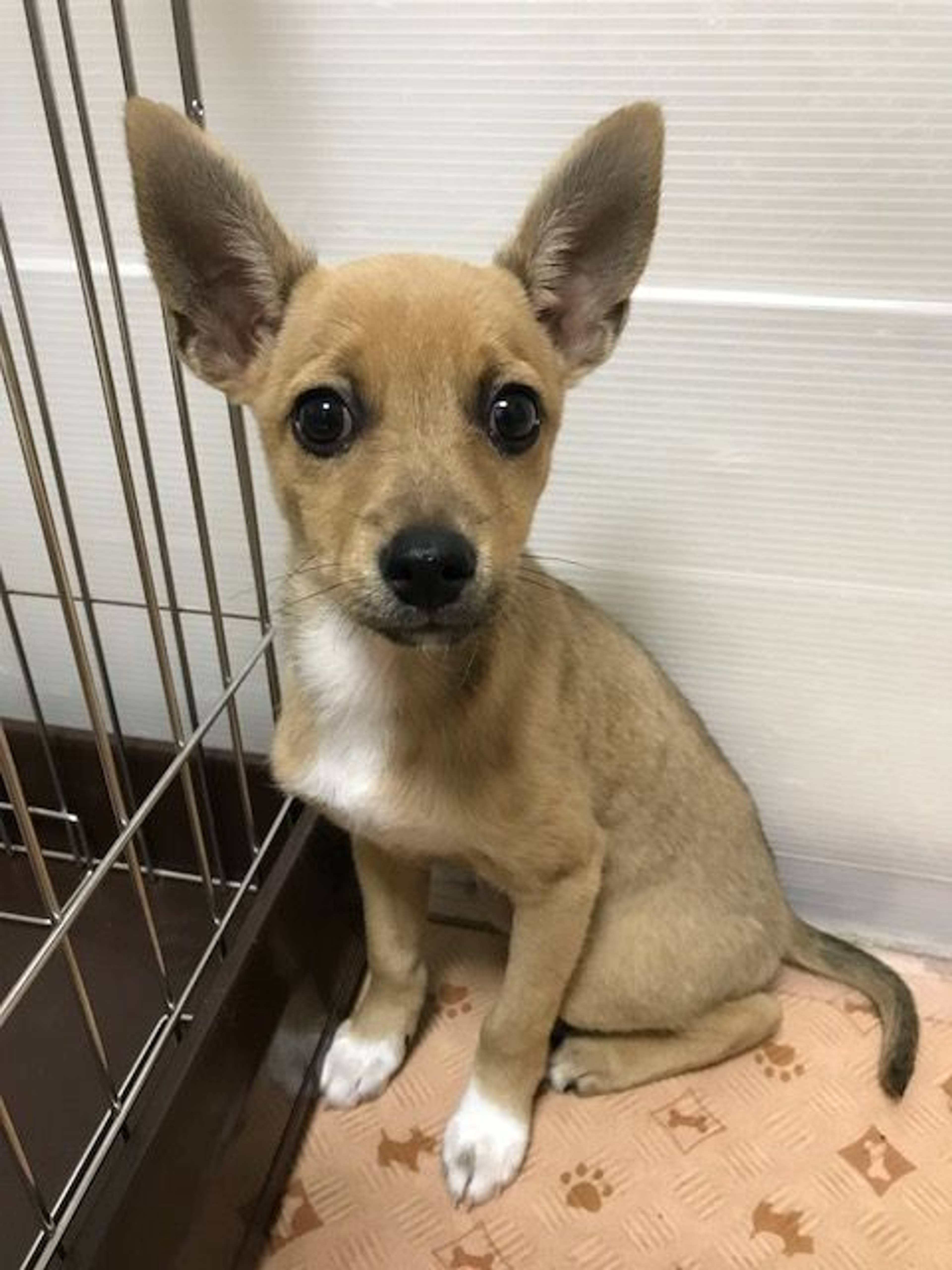 雑種（ミックス犬）・メスの里親募集の写真