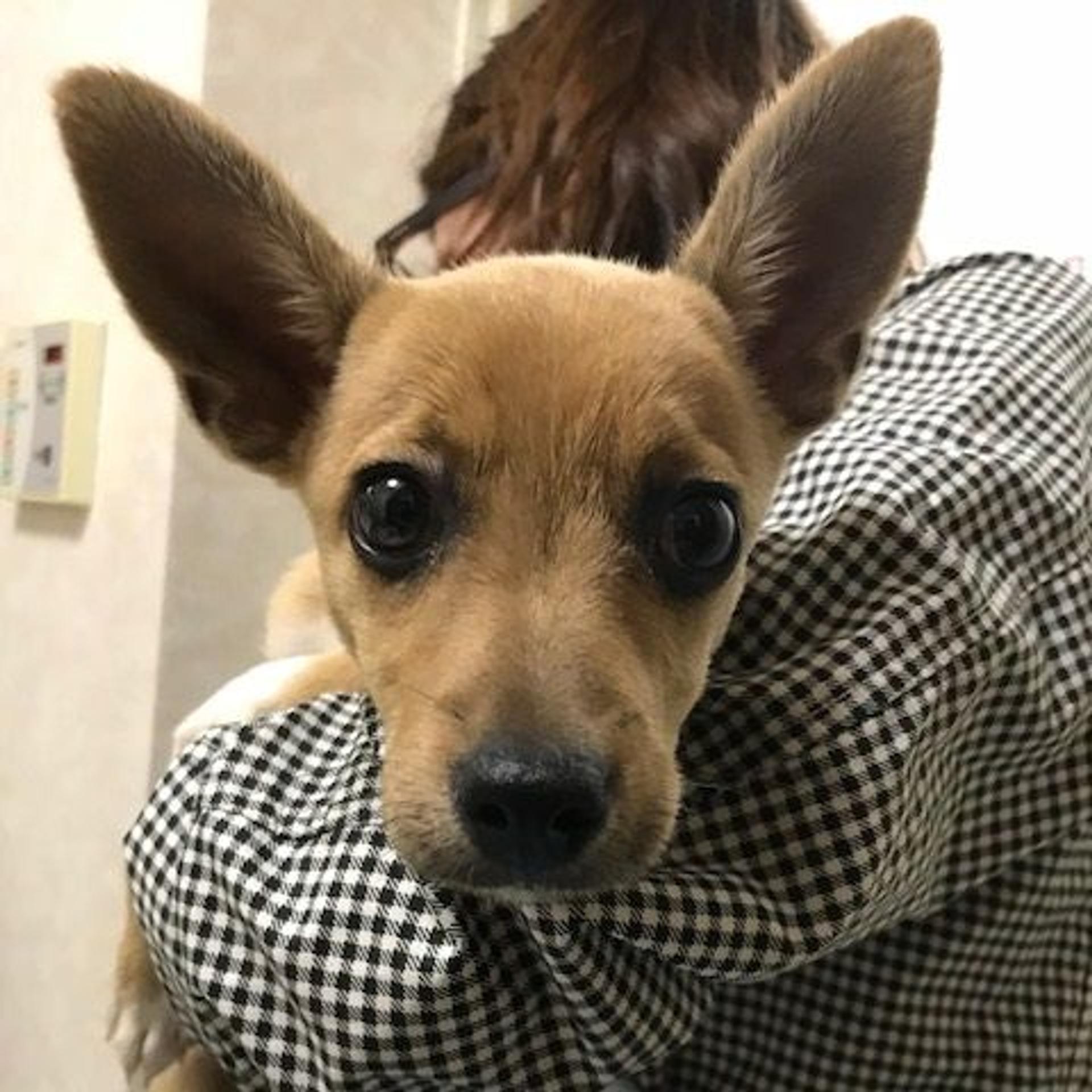pet-image-2