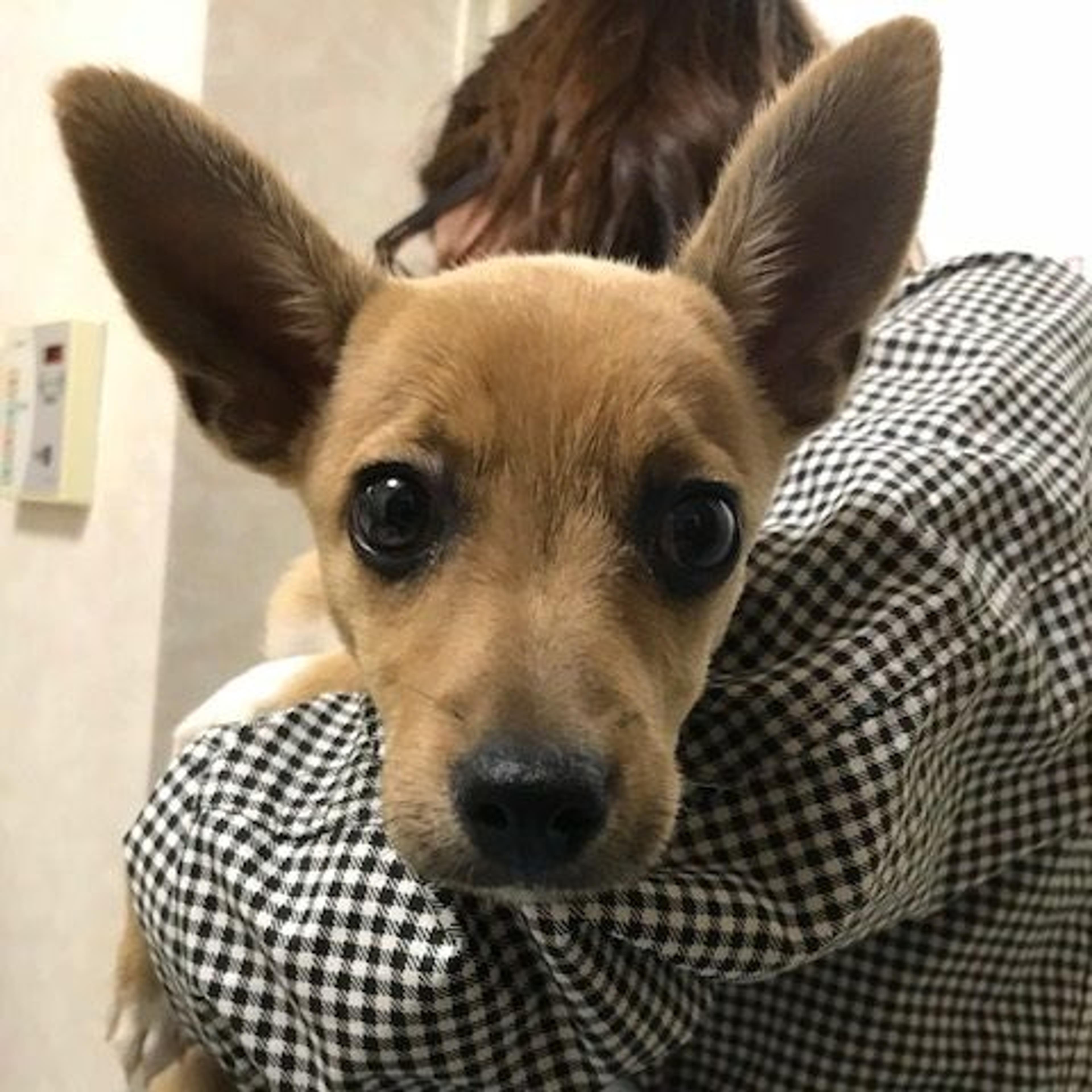 pet-image-2