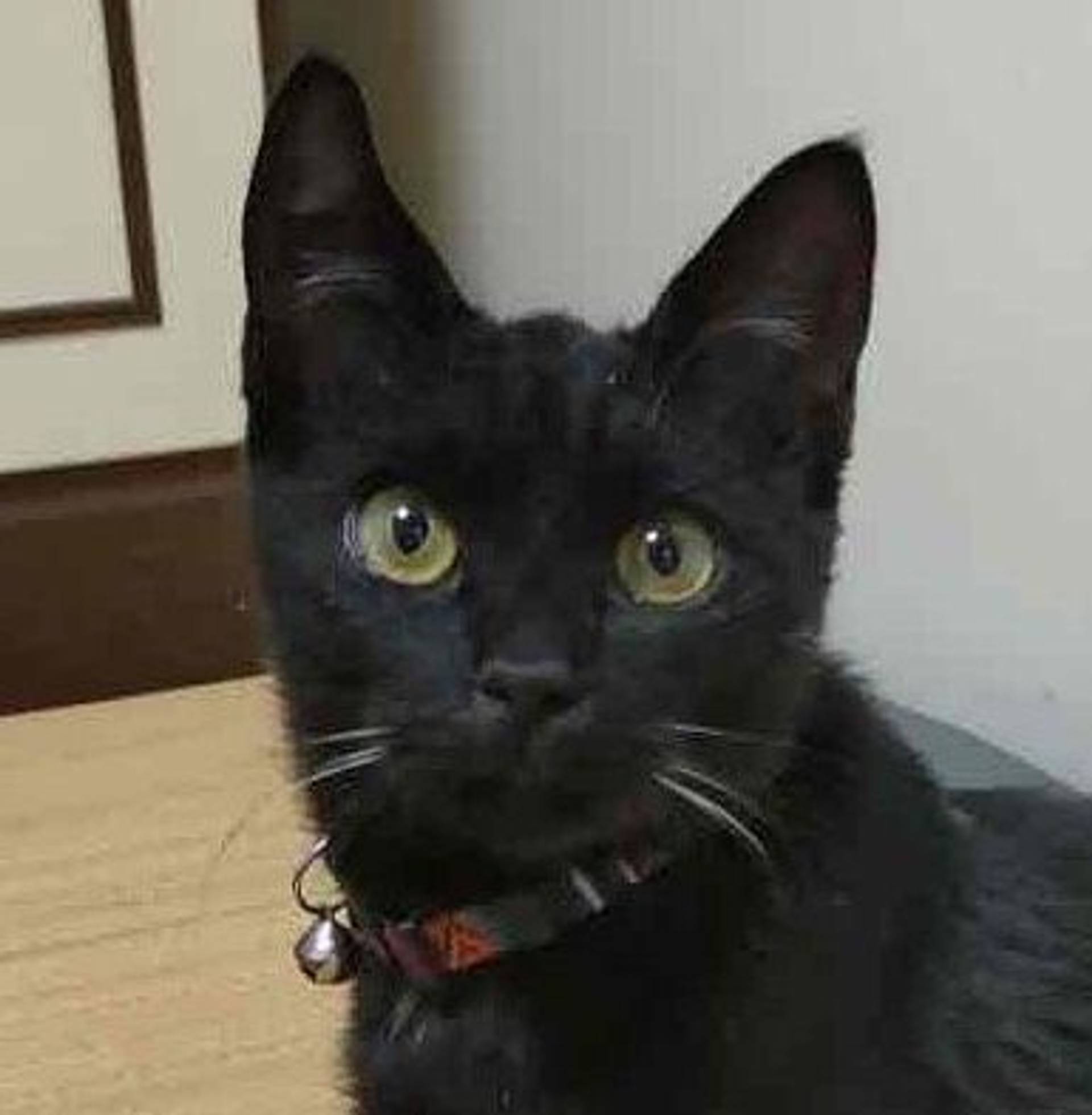 雑種（ミックス猫）・オスの里親募集の写真