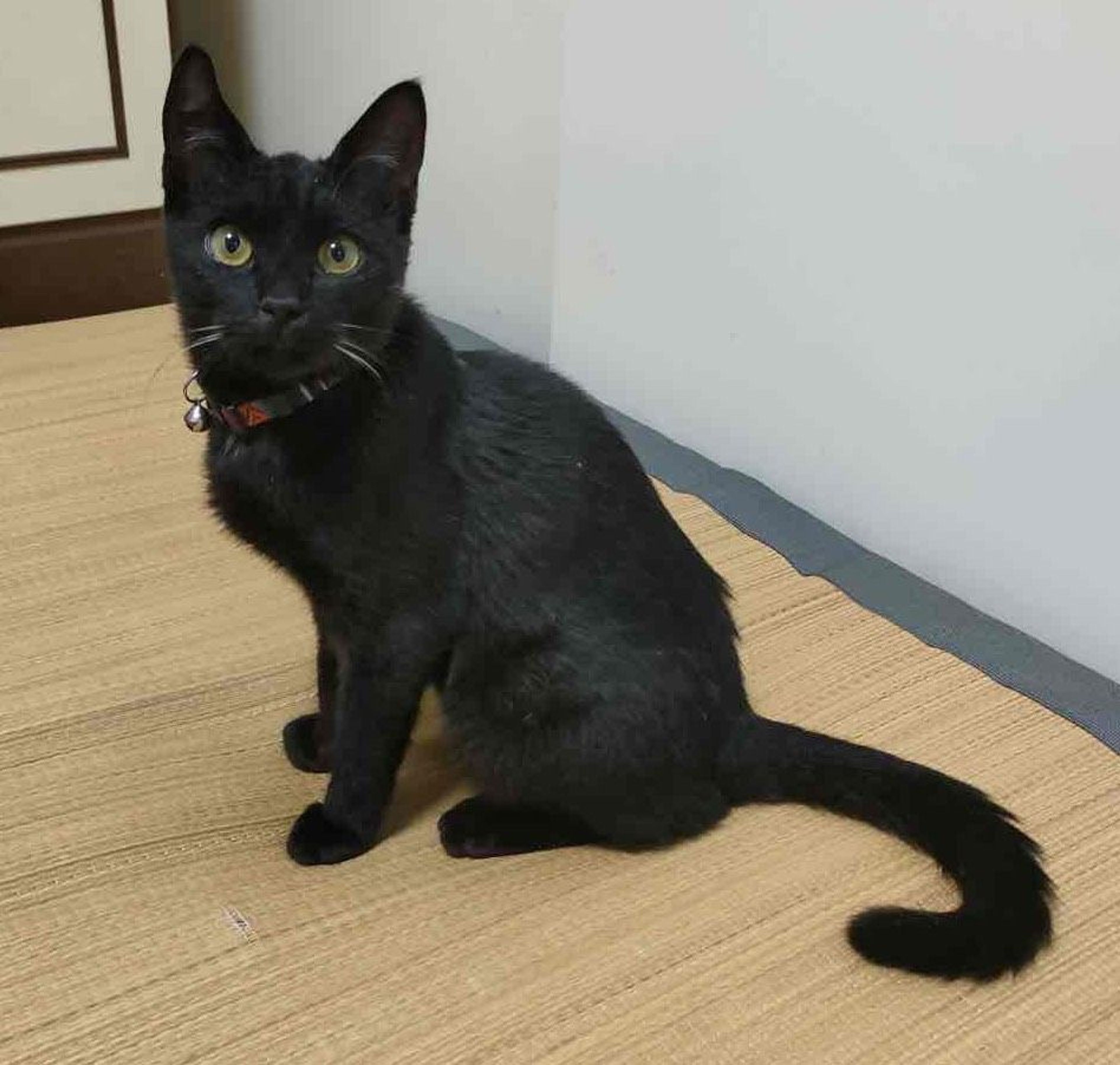 pet-image-3