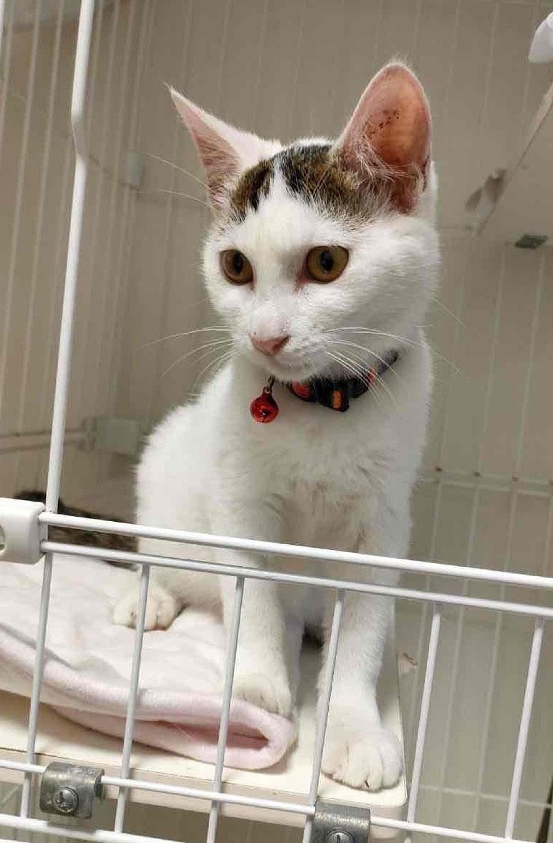 pet-image-3