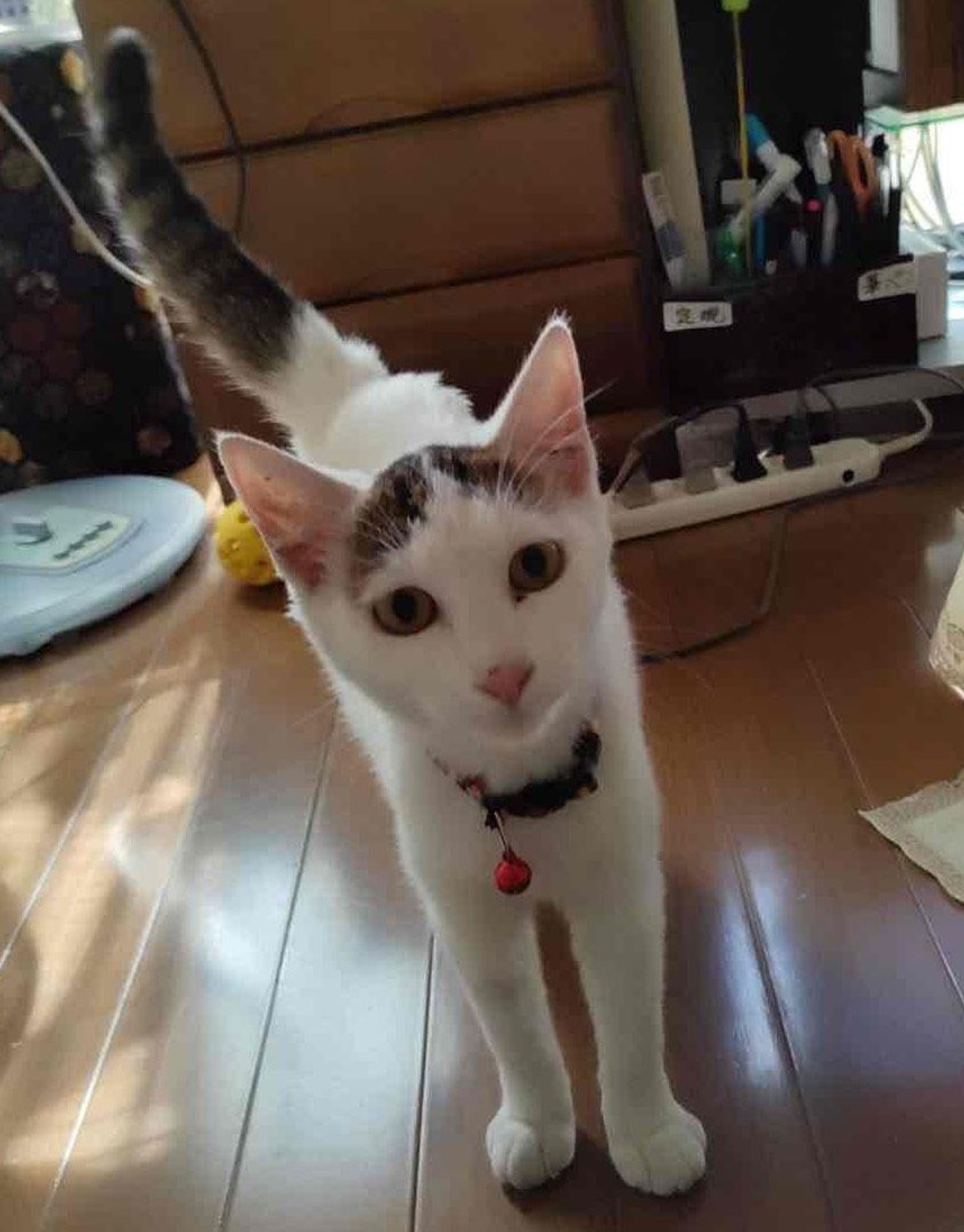 pet-image-4
