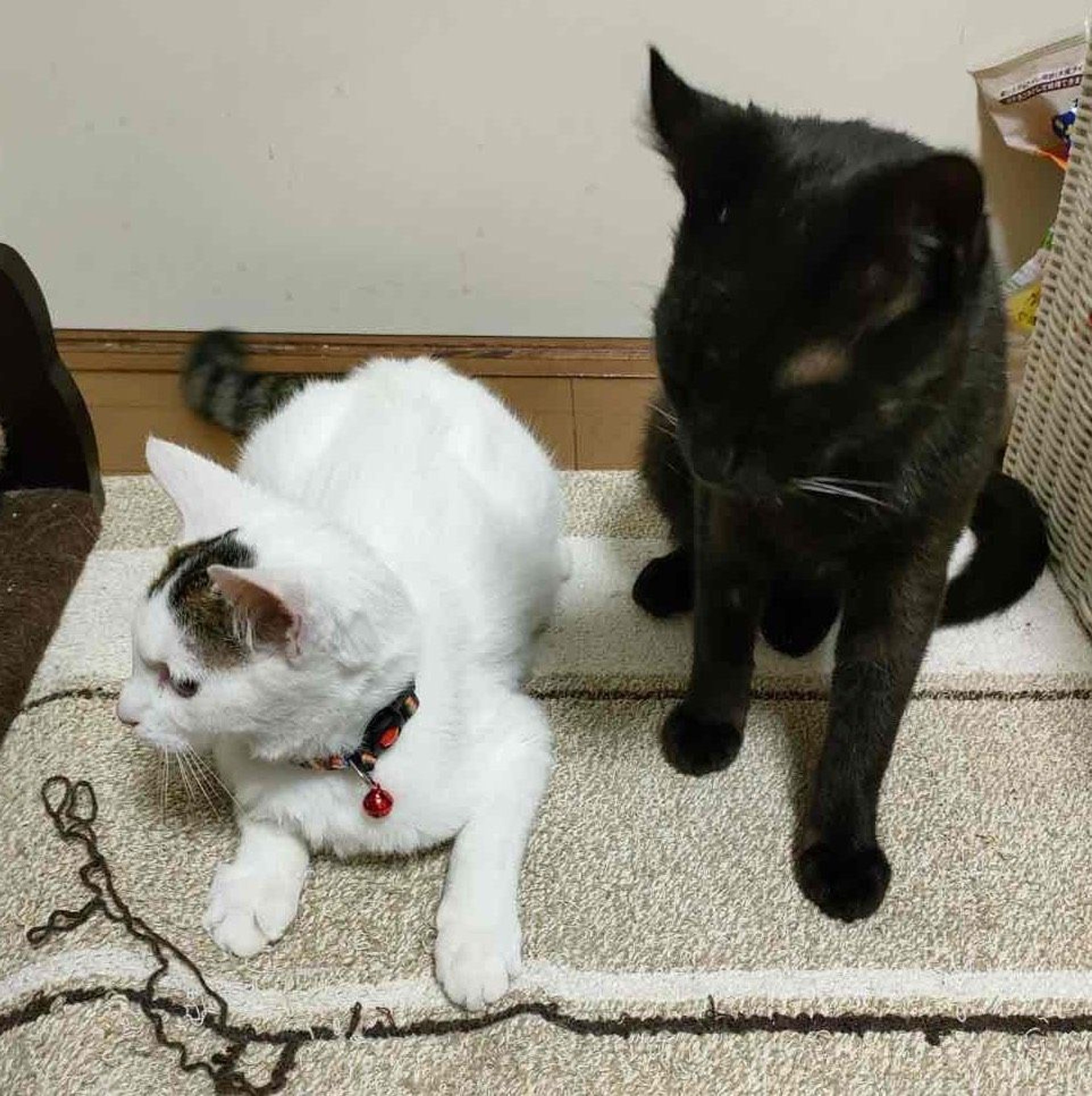pet-image-5