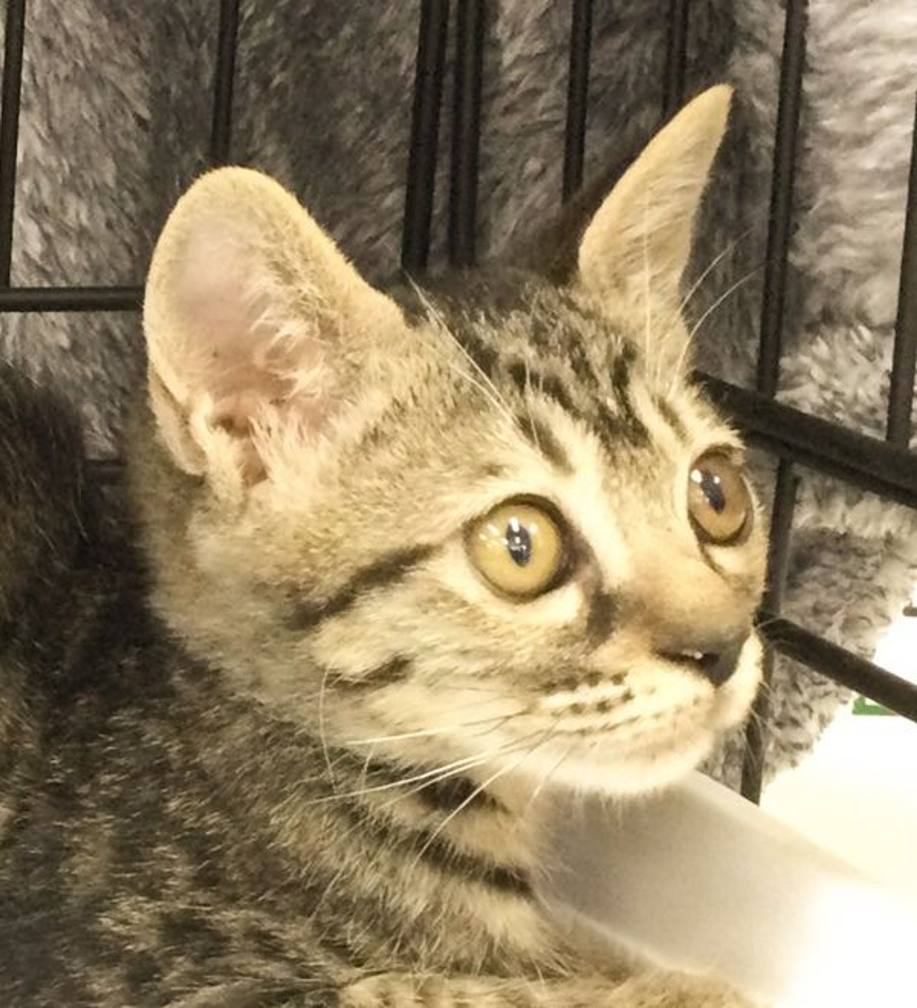 雑種（ミックス猫）・メスの里親募集の写真