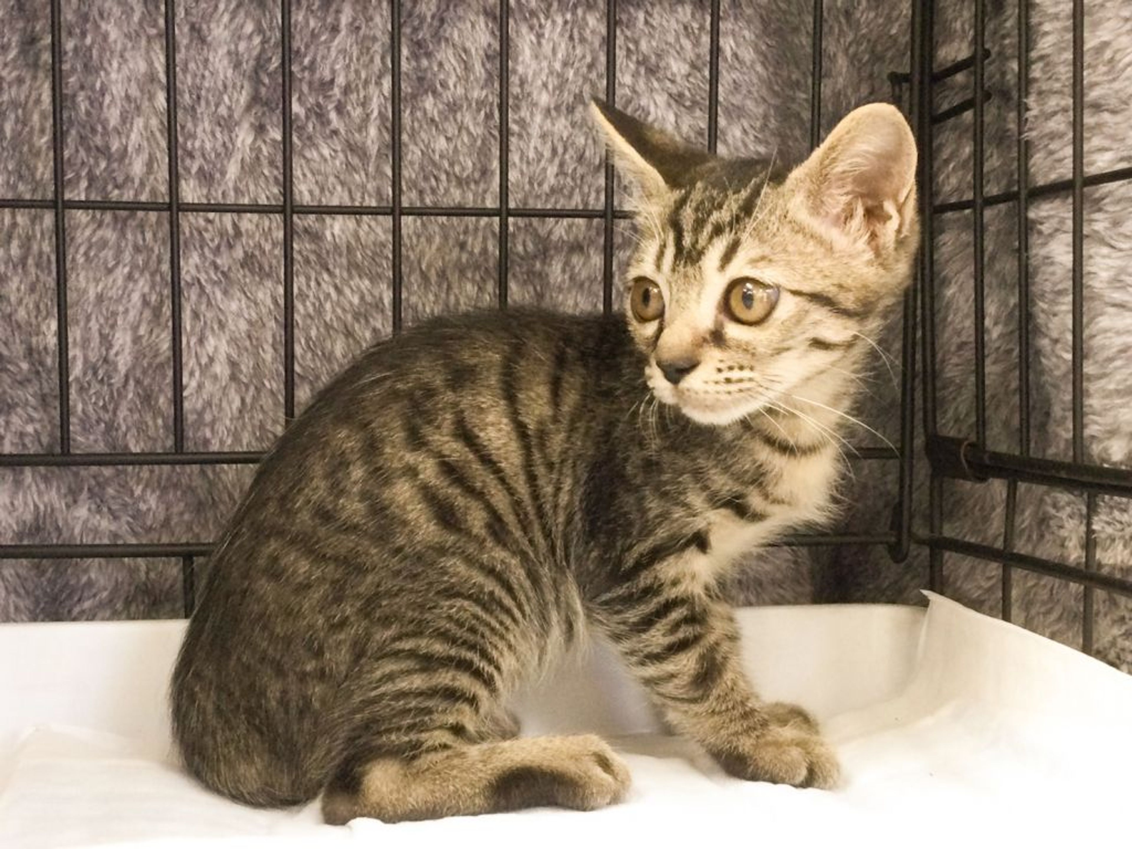 pet-image-4