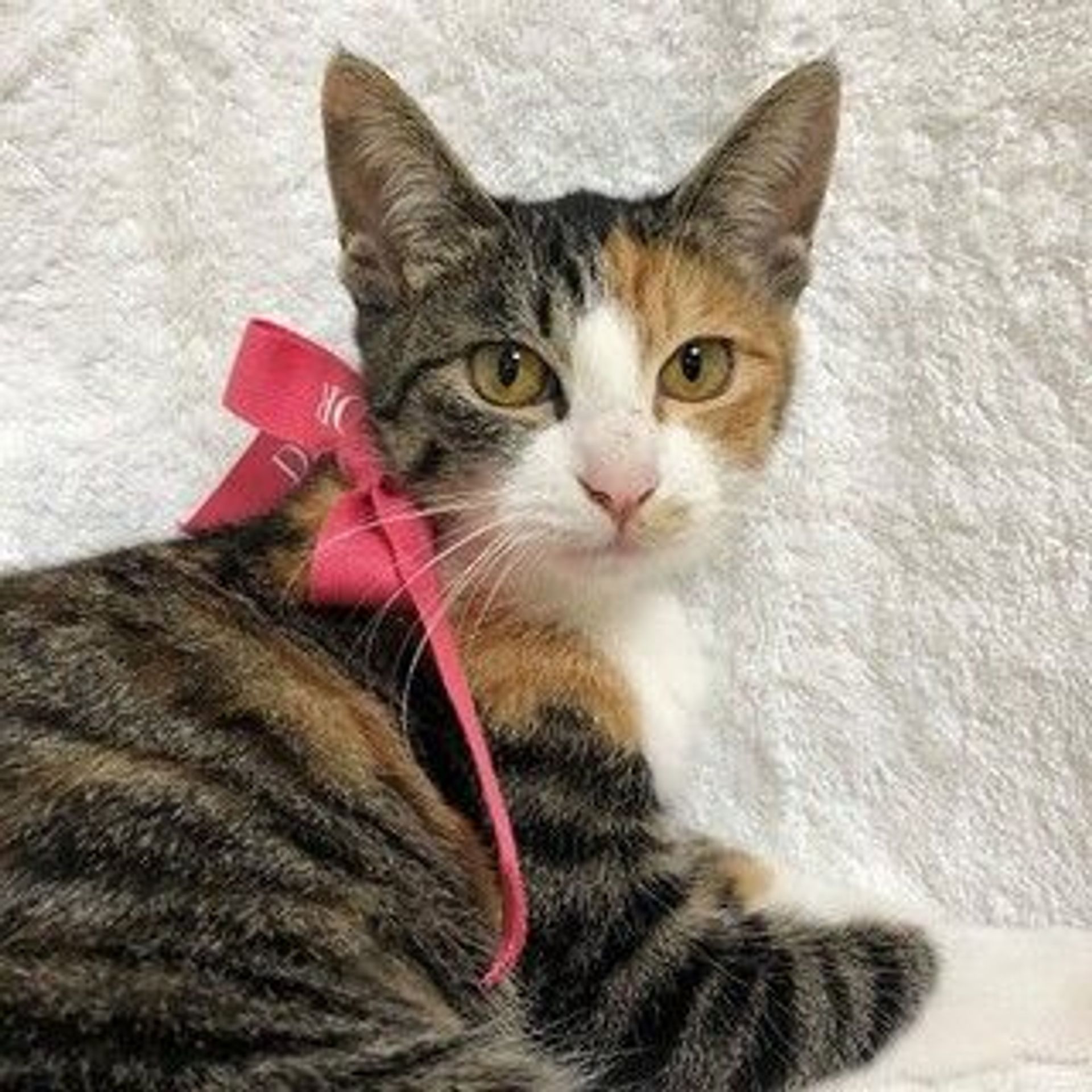 日本猫・メスの里親募集の写真
