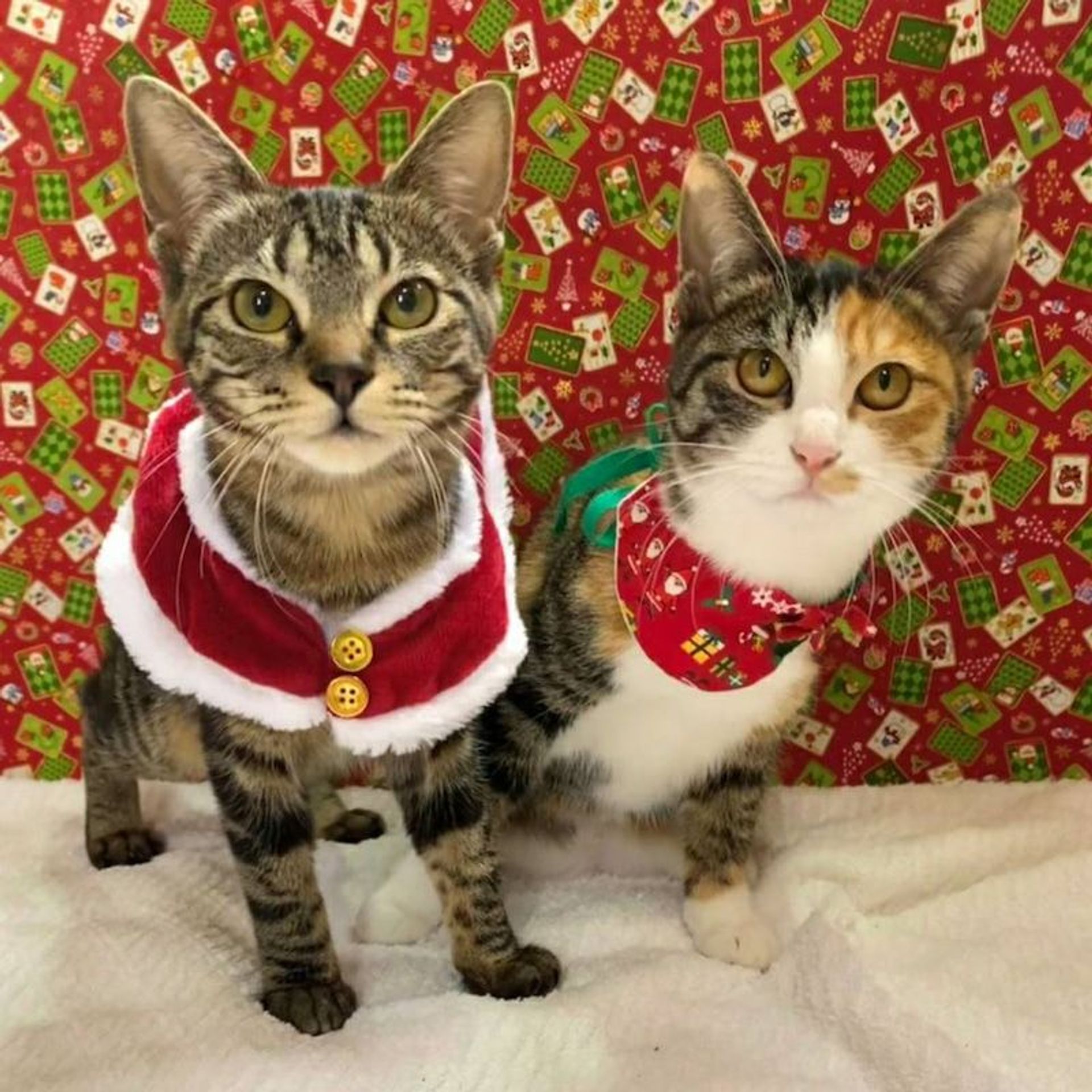 日本猫・メスの里親募集の写真