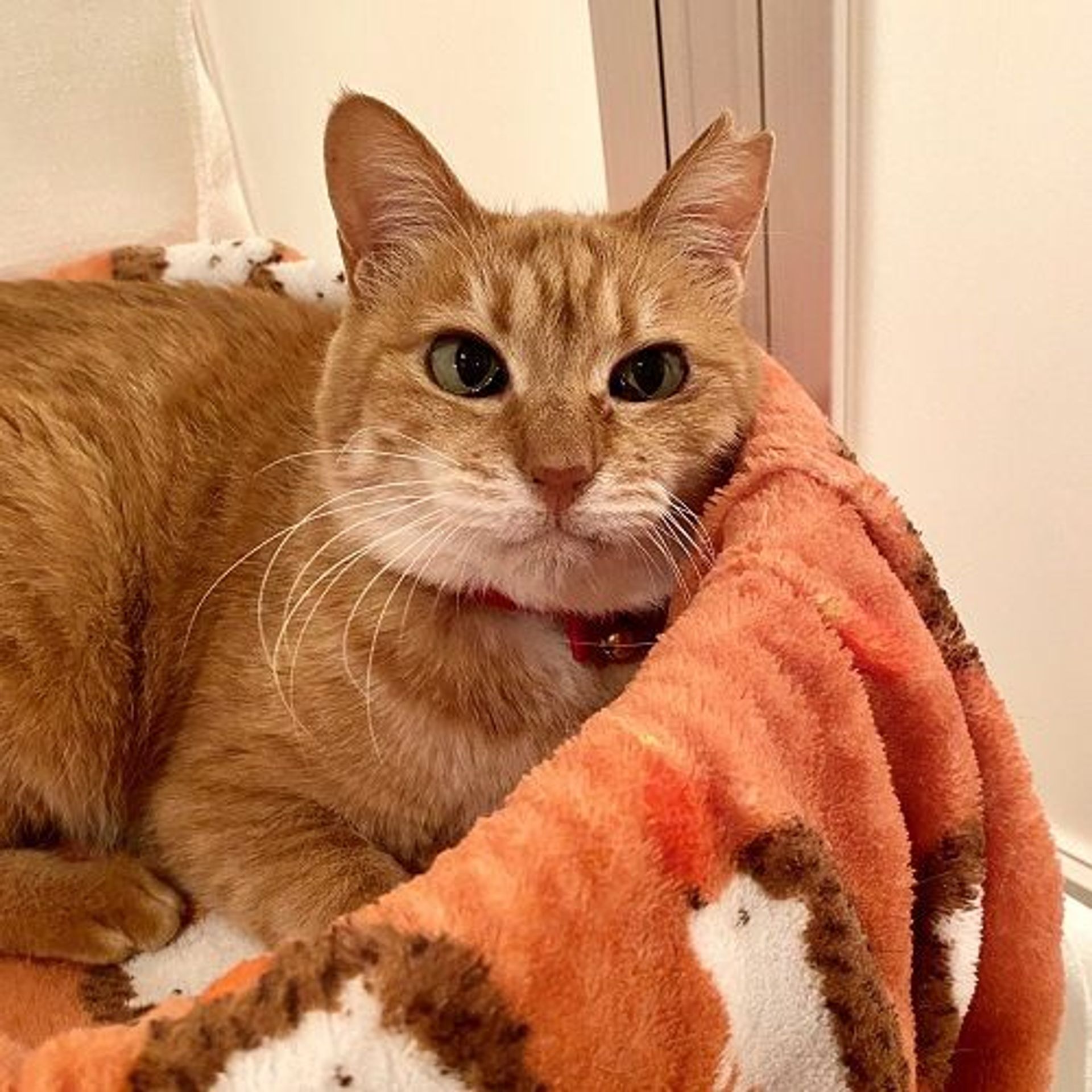 雑種（ミックス猫）・メスの里親募集の写真