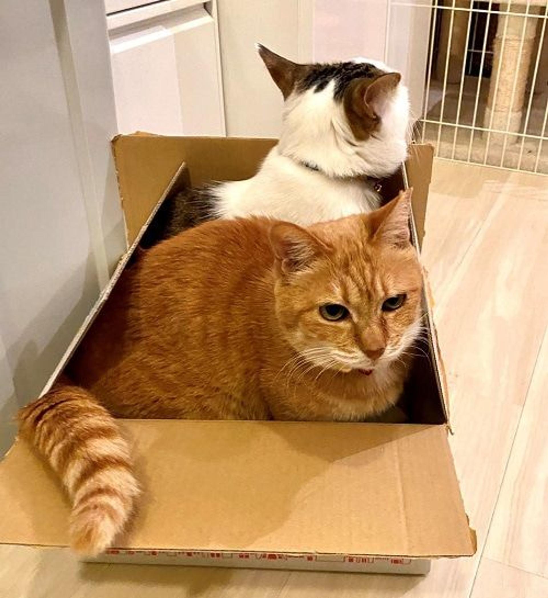 pet-image-2