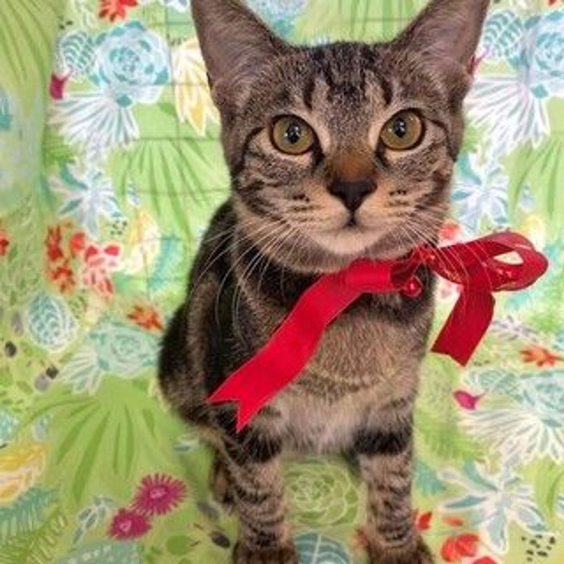 雑種（ミックス猫）・メスの里親募集の写真