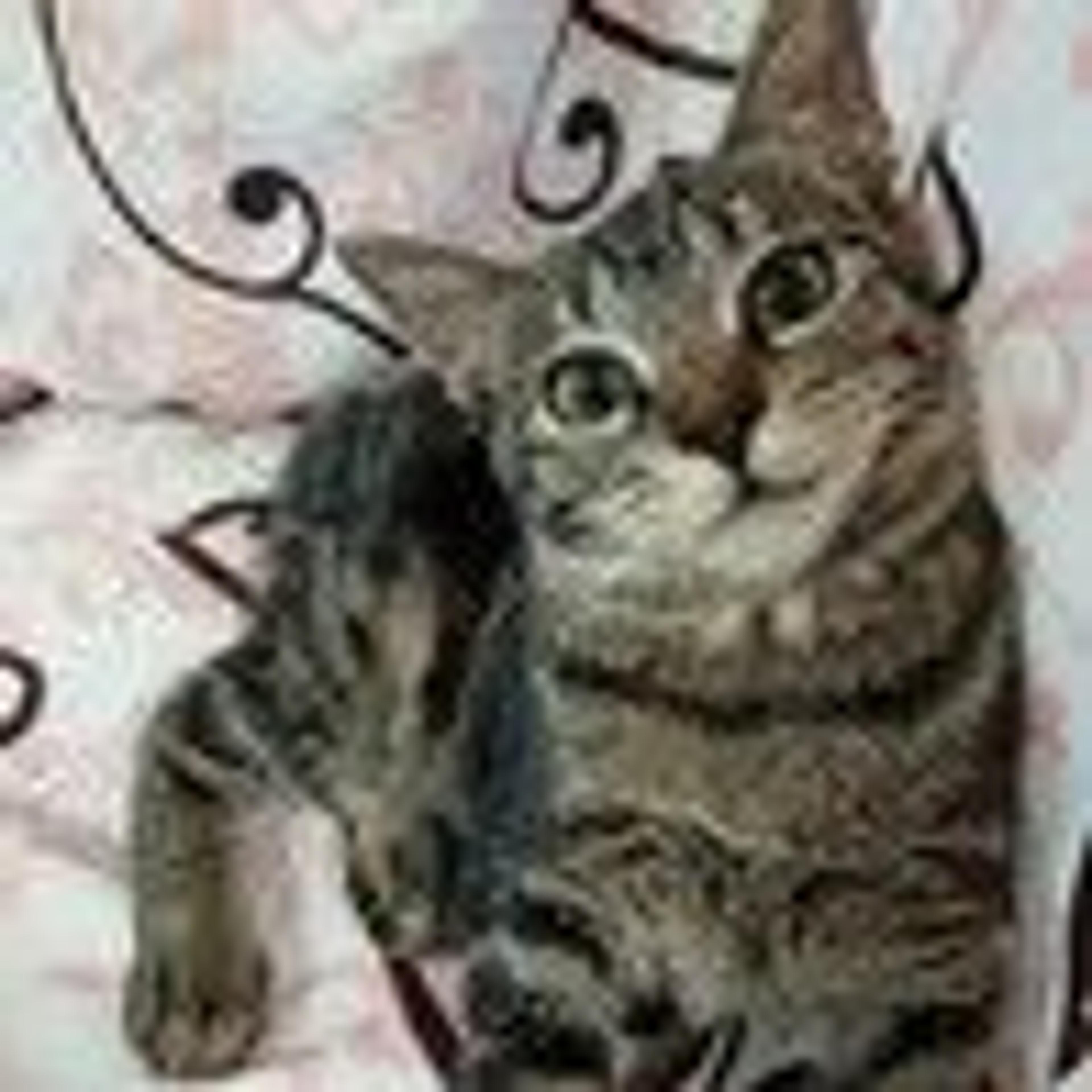 pet-image-2