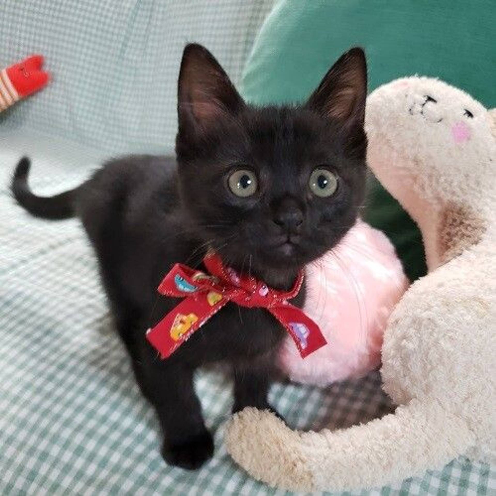 雑種（ミックス猫）・メスの里親募集の写真
