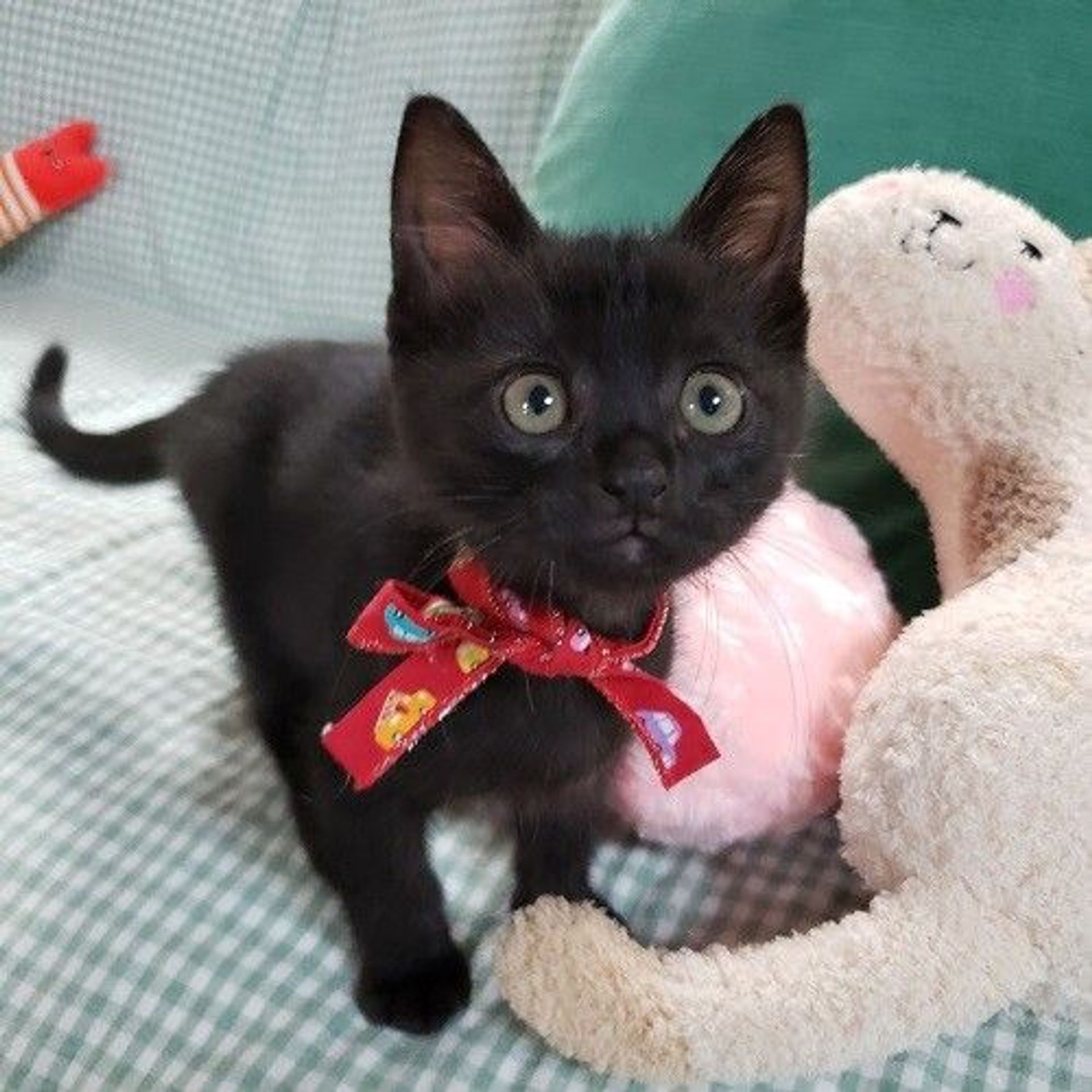 雑種（ミックス猫）・メスの里親募集の写真