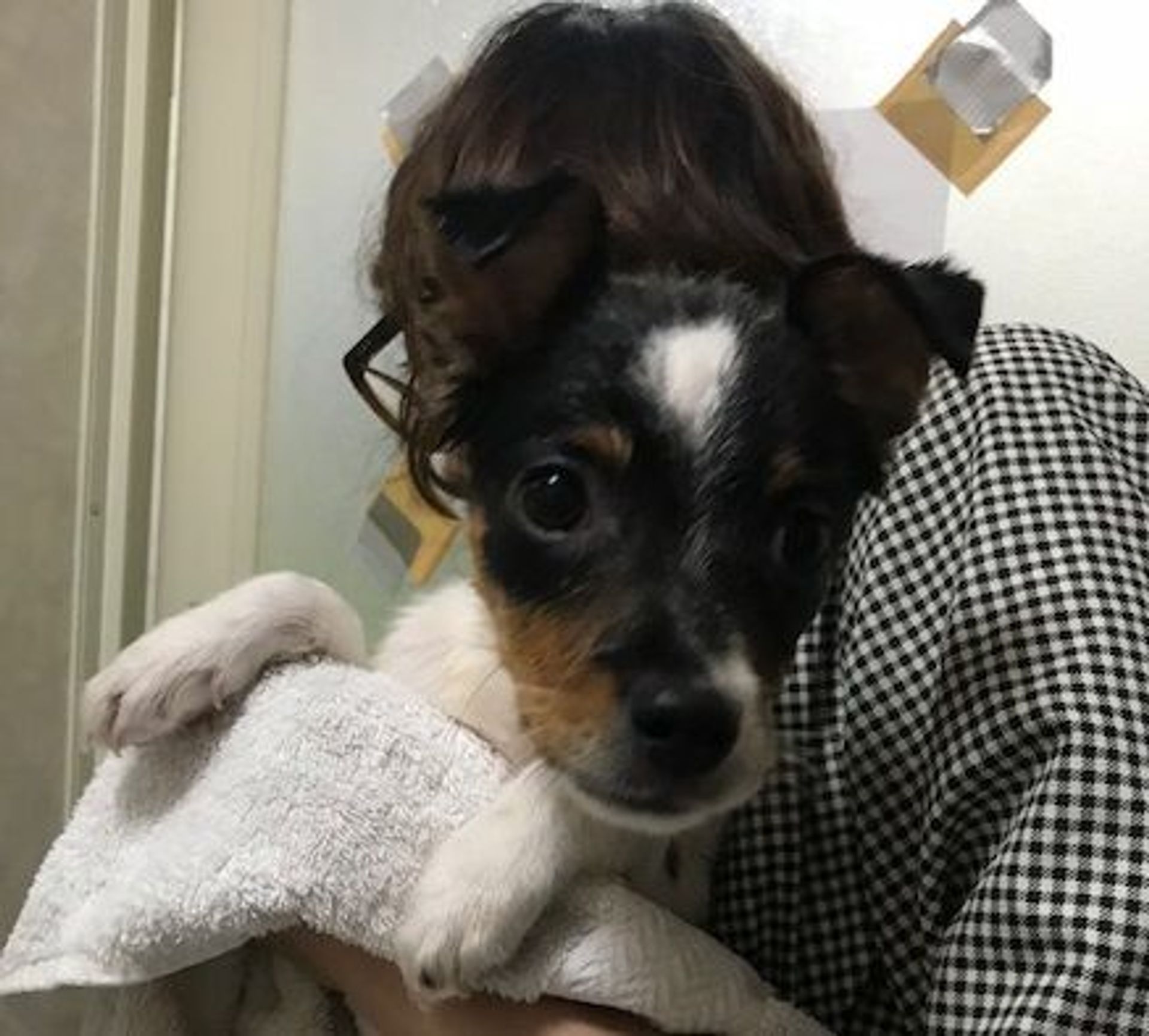 雑種（ミックス犬）・オスの里親募集の写真