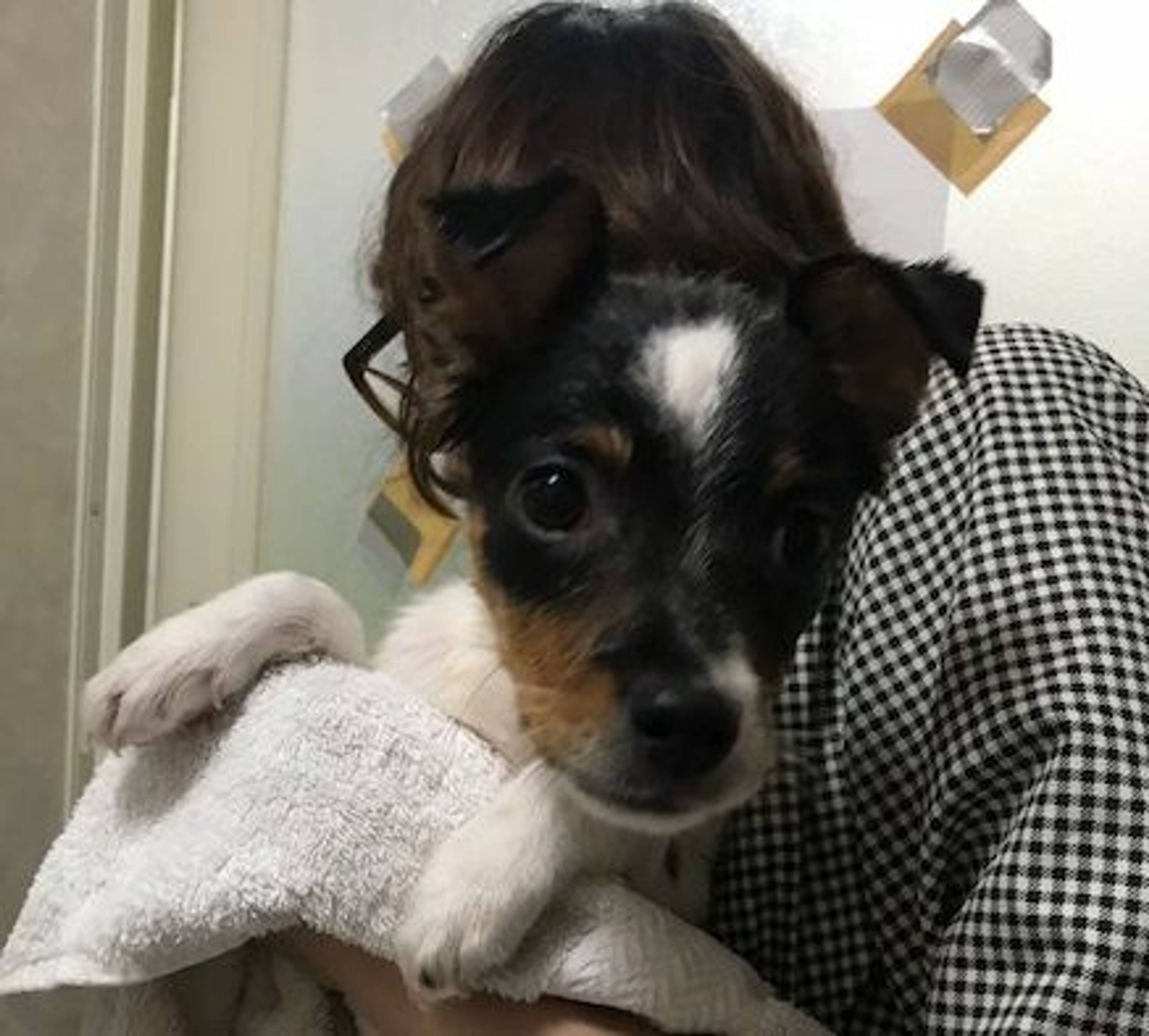 雑種（ミックス犬）・オスの里親募集の写真