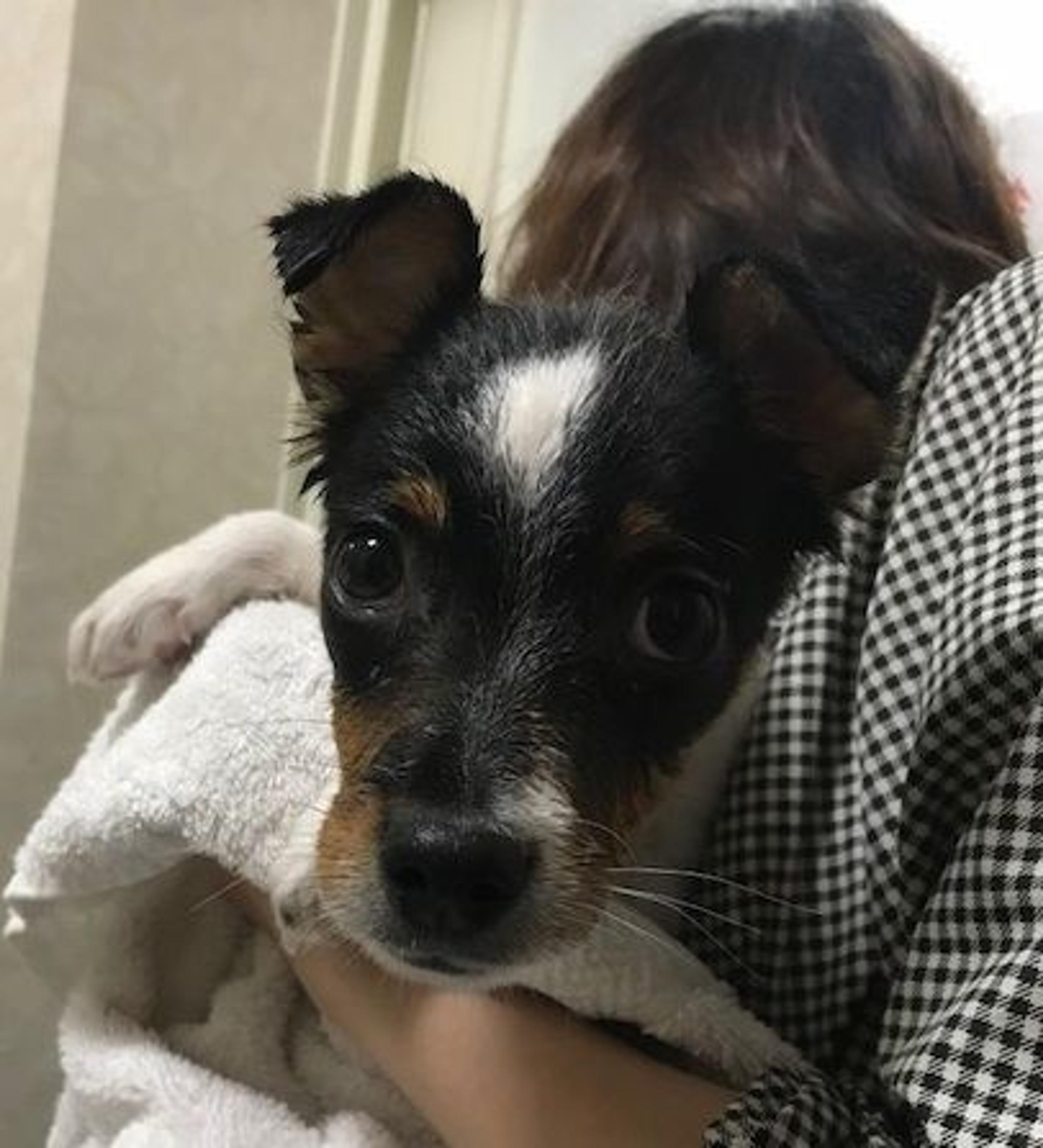 pet-image-2