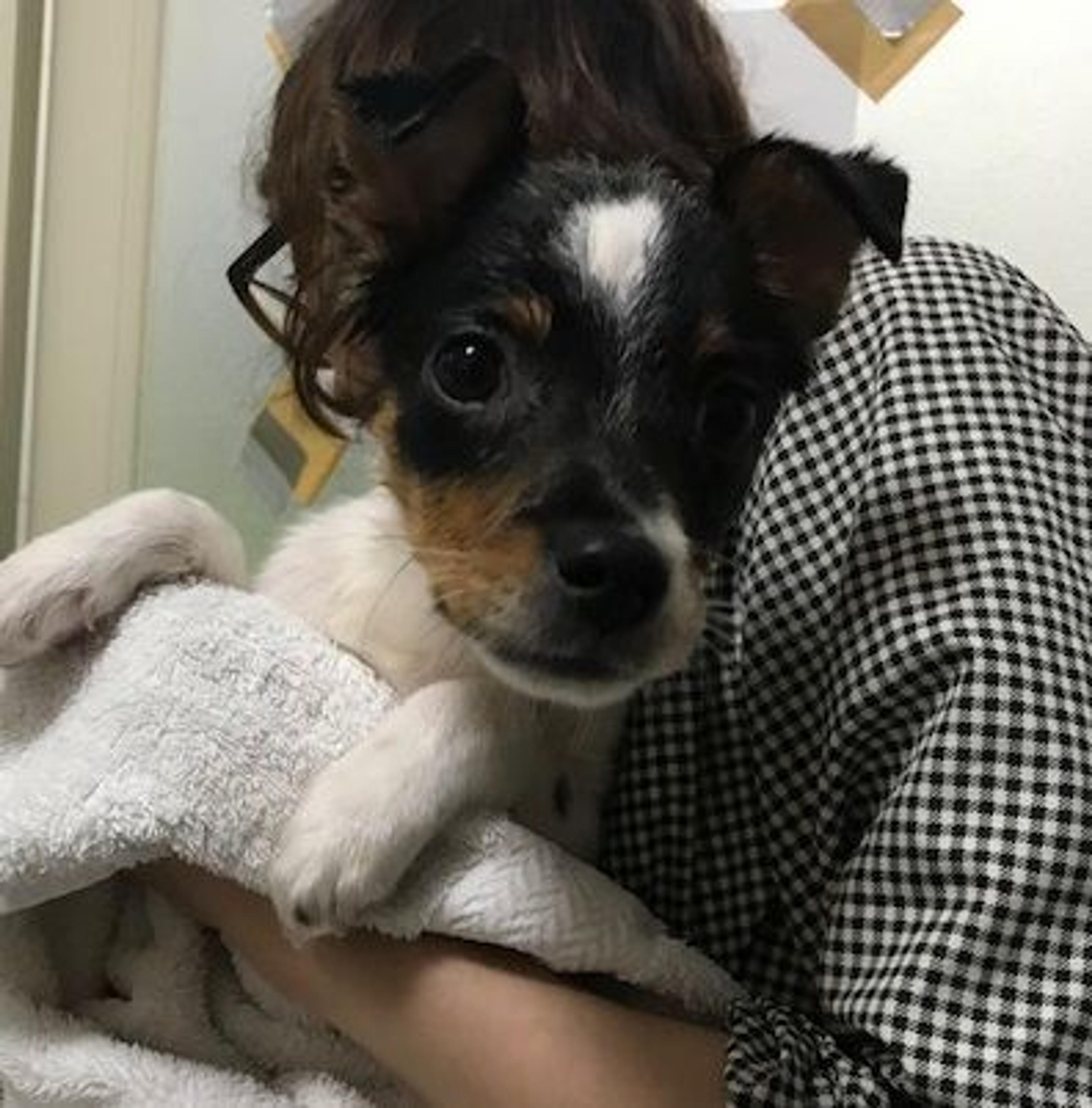 pet-image-3