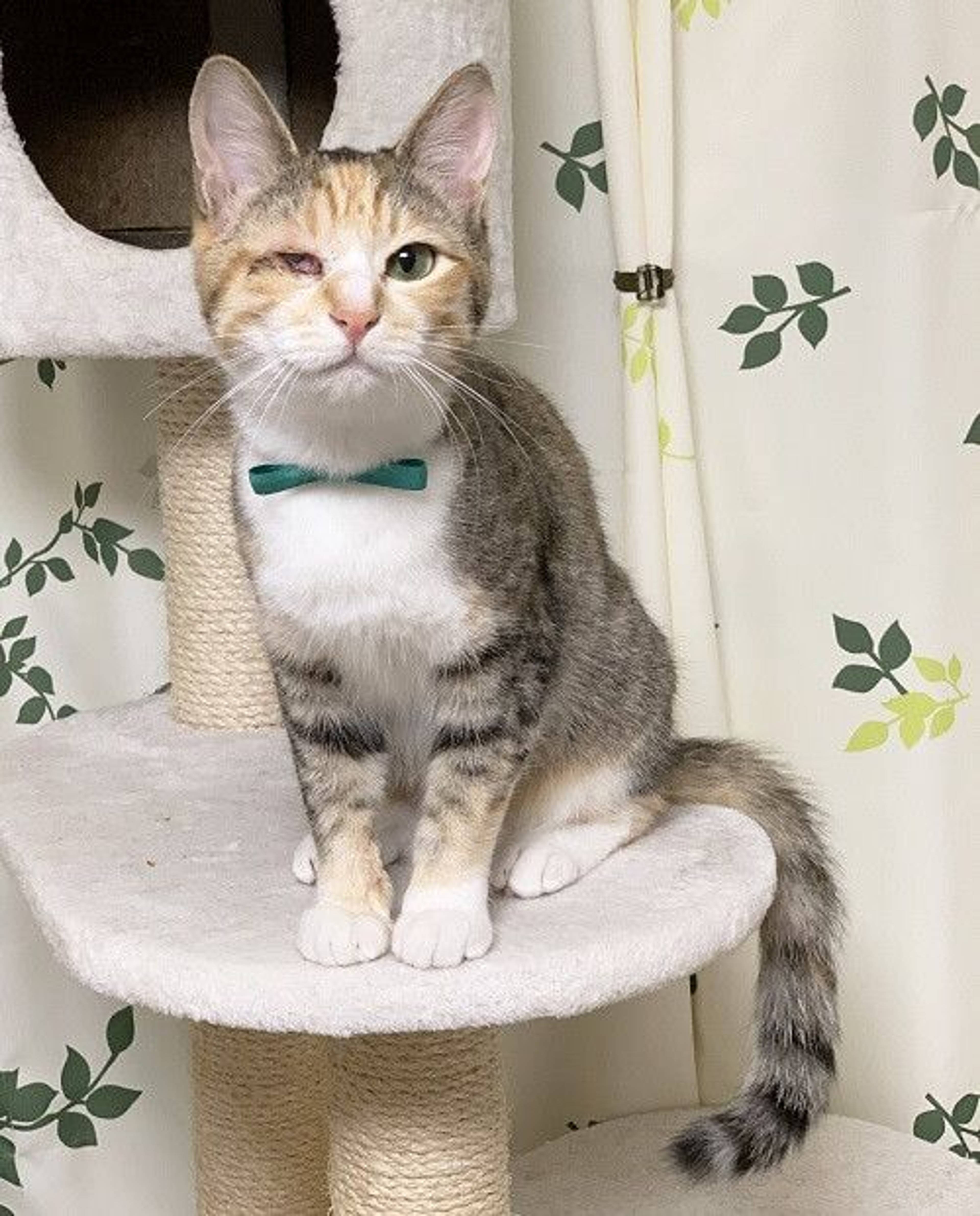 日本猫・メスの里親募集の写真
