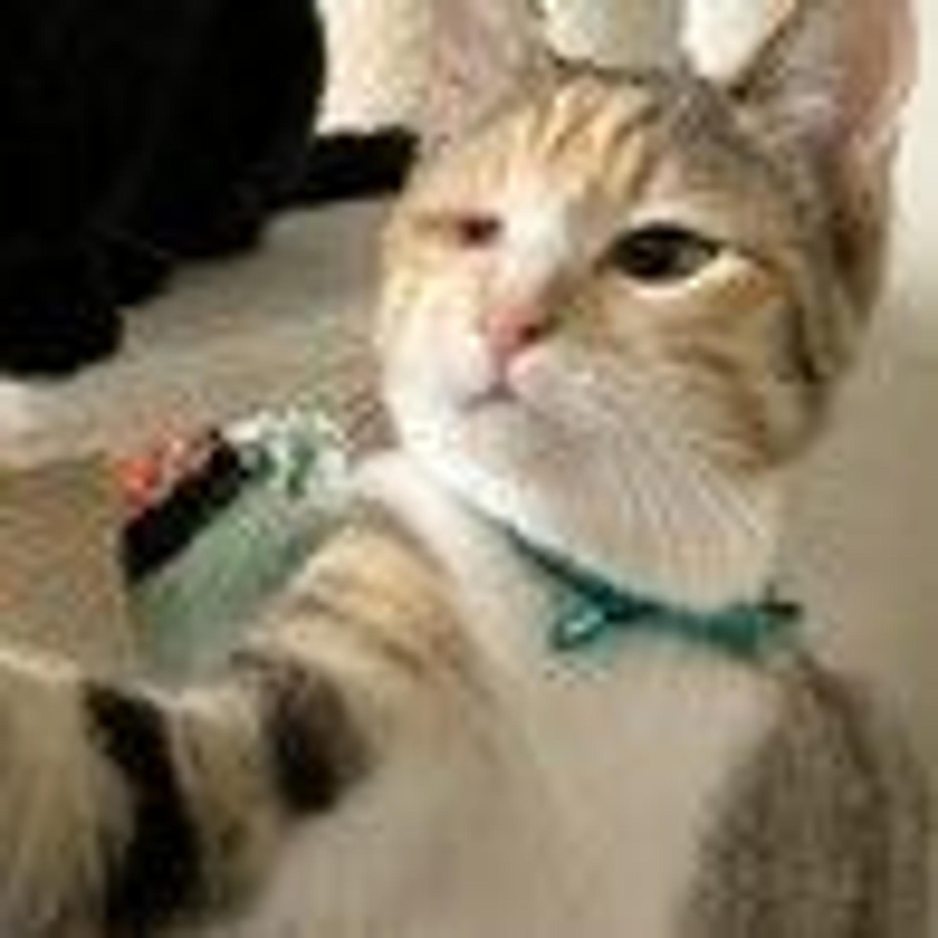 pet-image-3