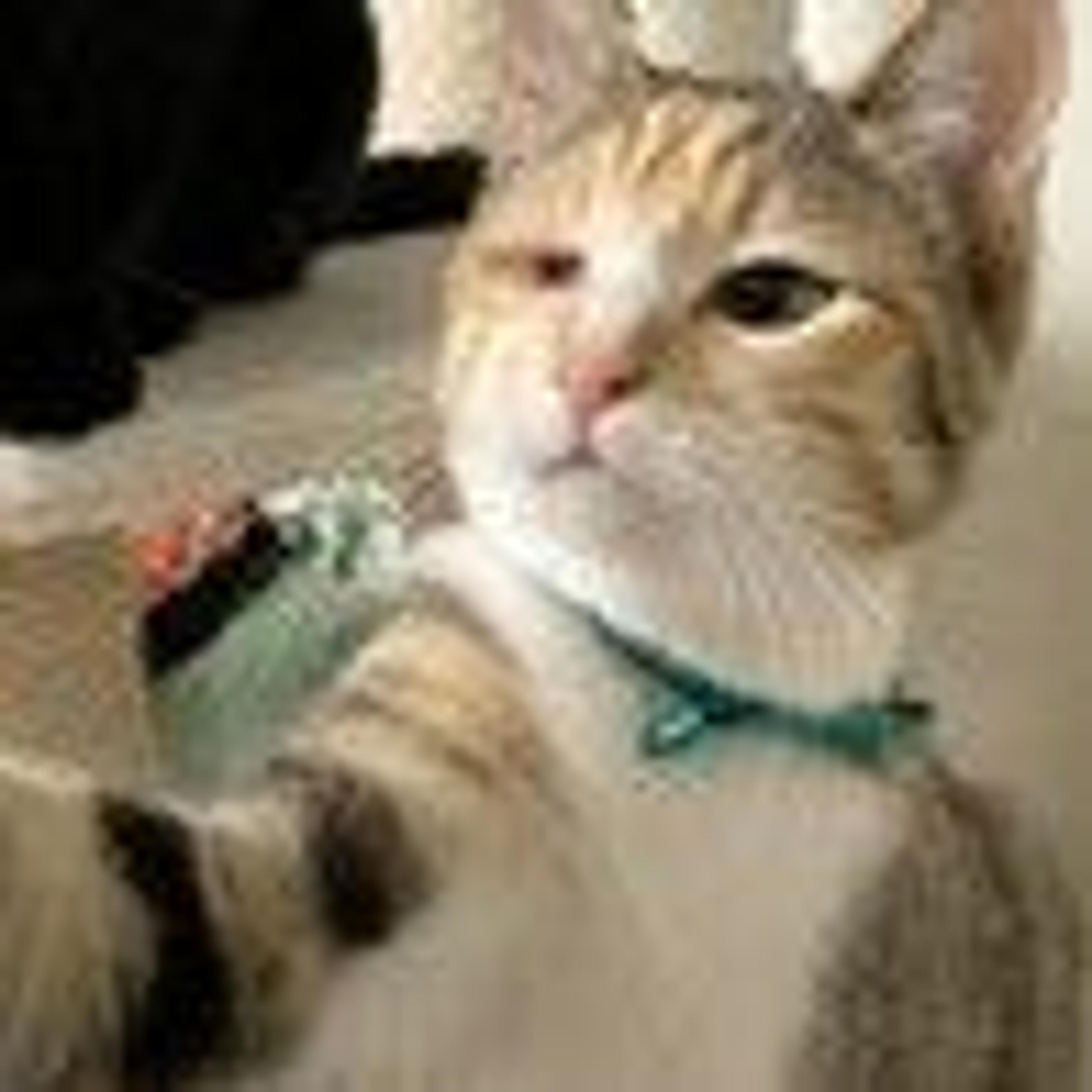 pet-image-3