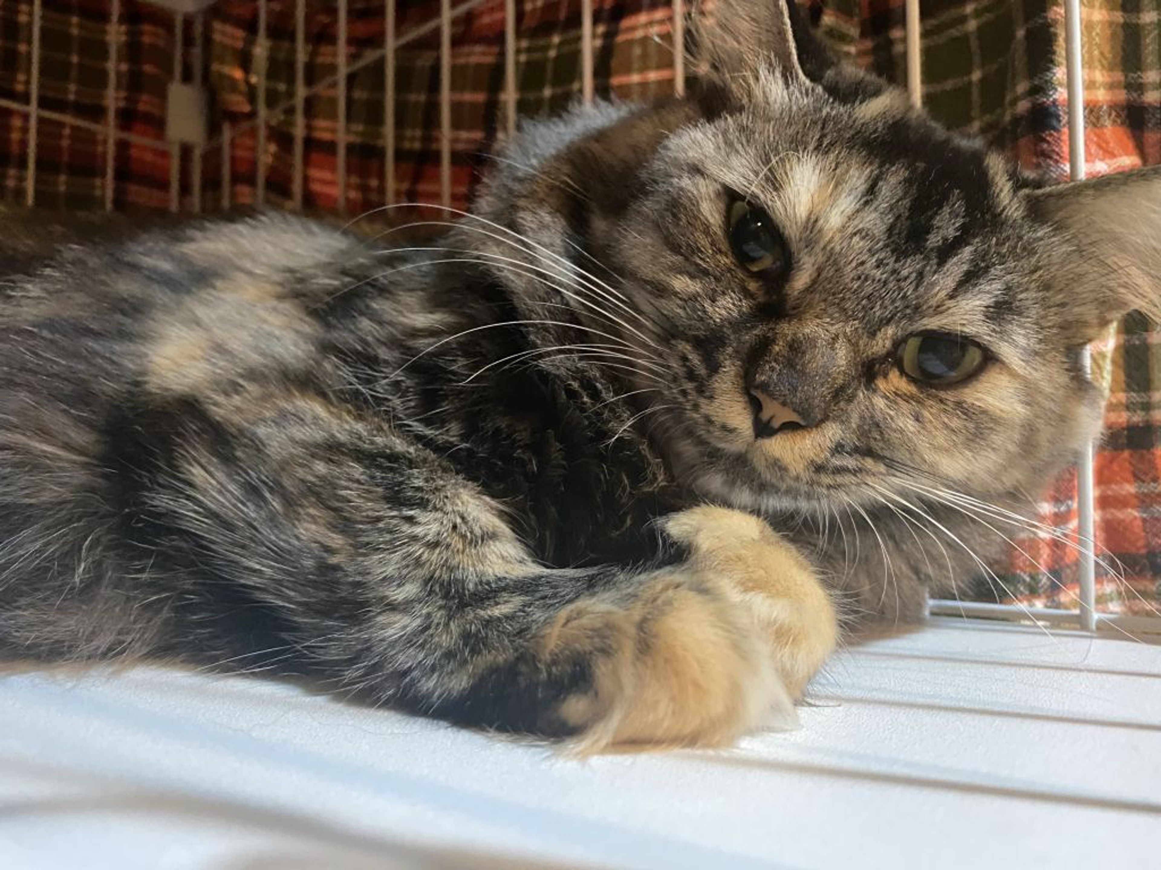 pet-image-3