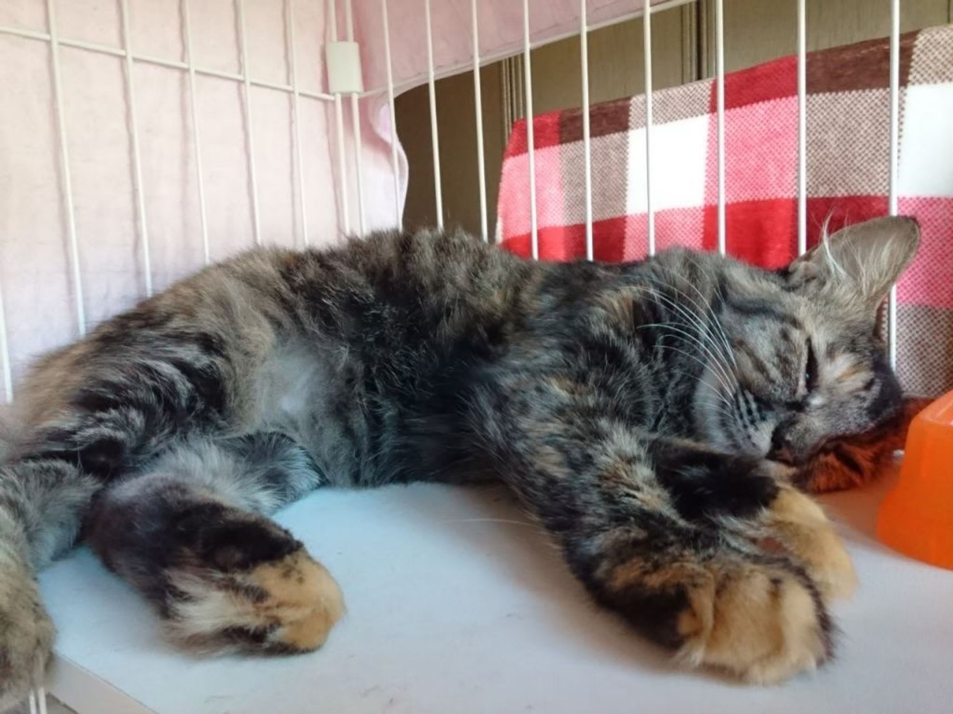 pet-image-4