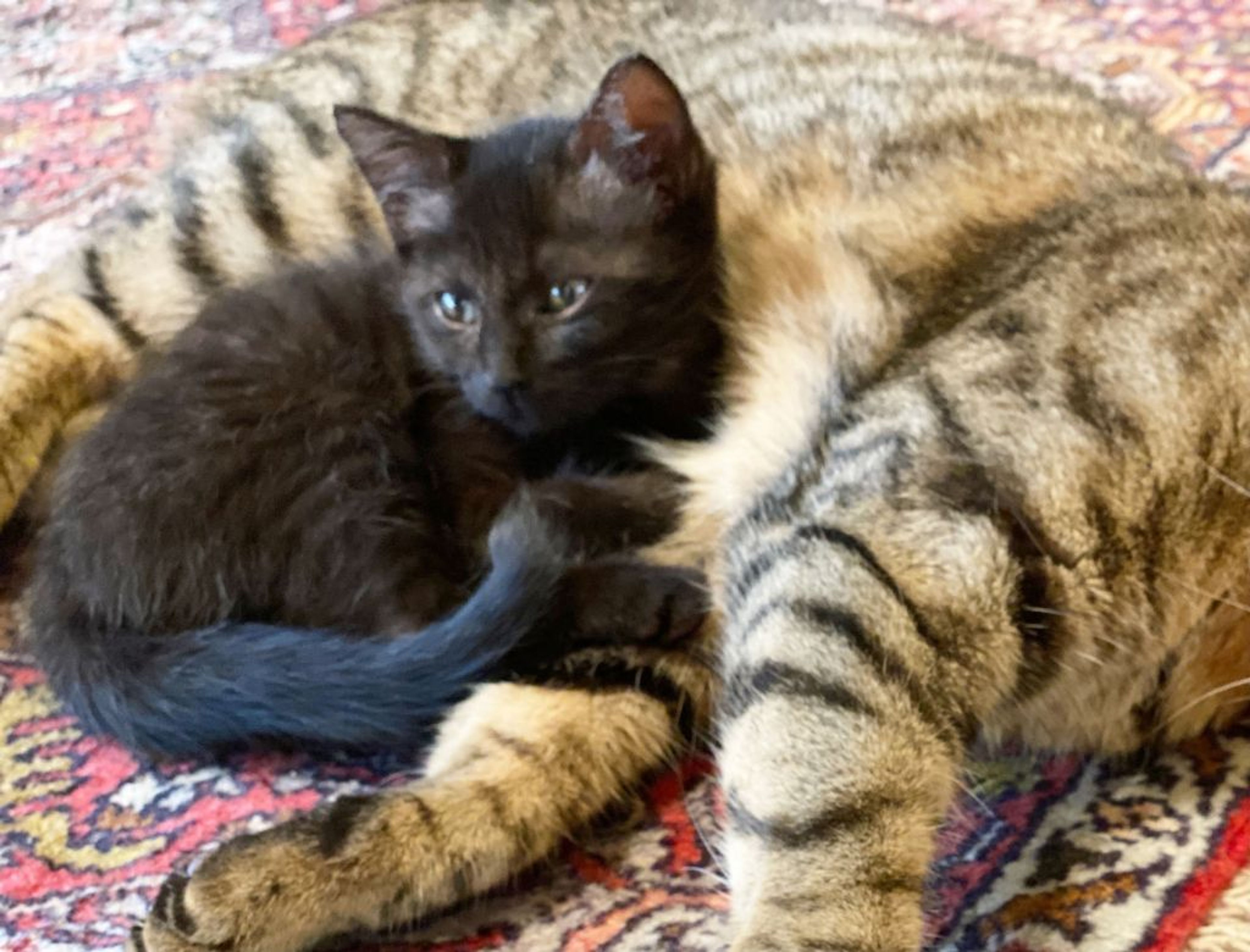 pet-image-2