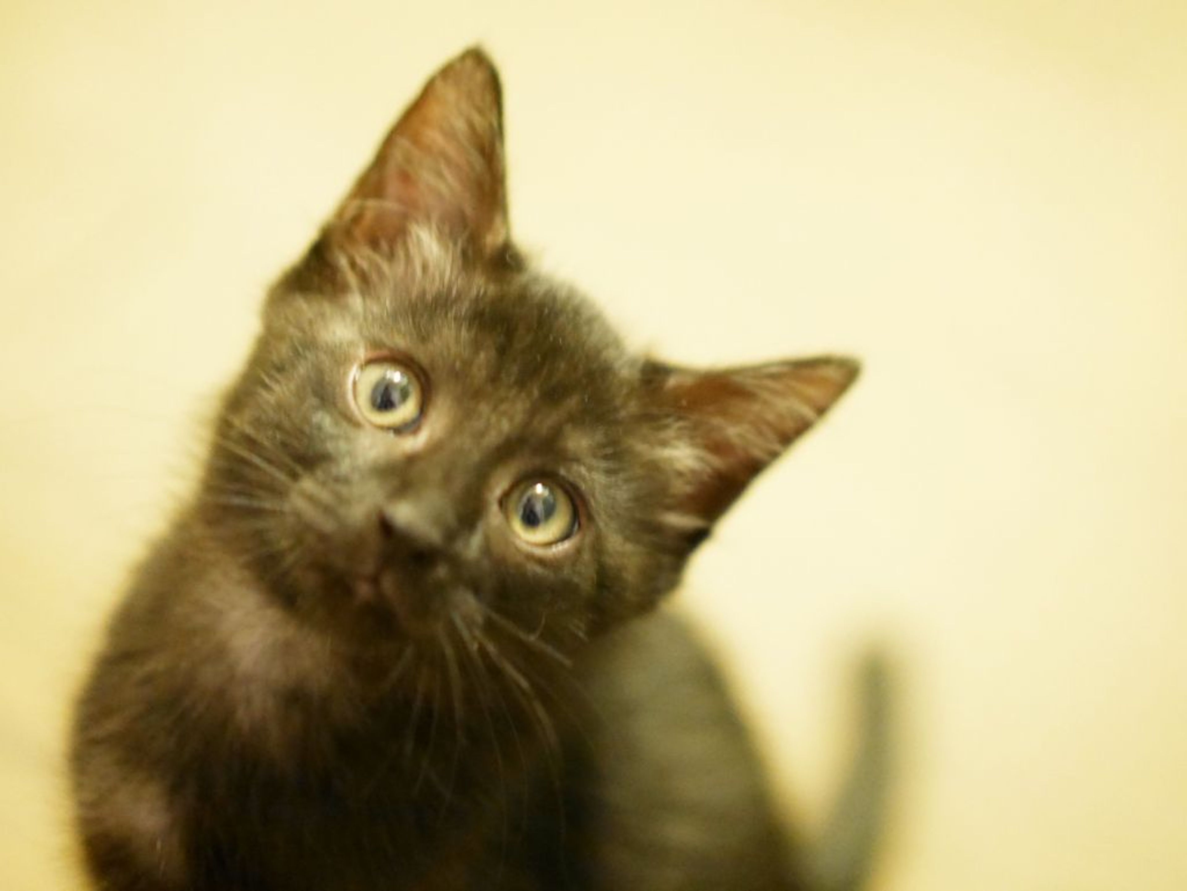 pet-image-4