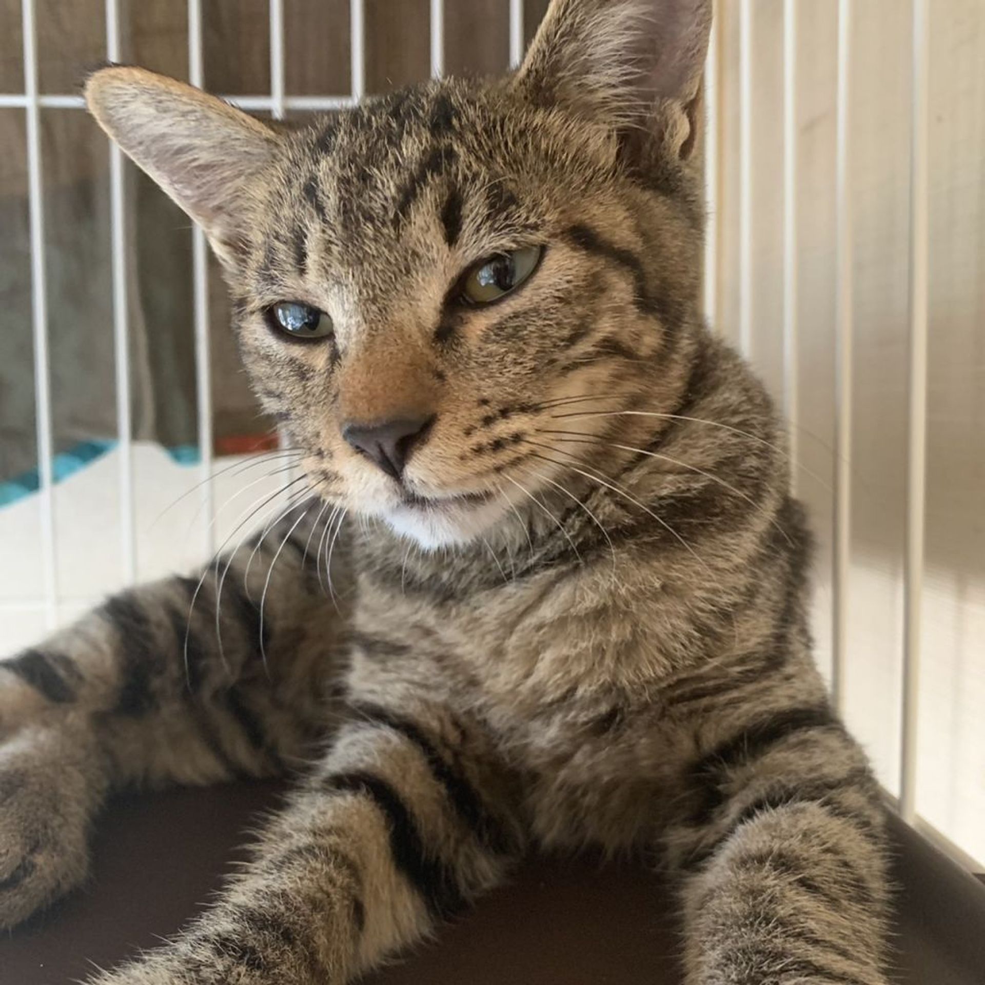 雑種（ミックス猫）・オスの里親募集の写真